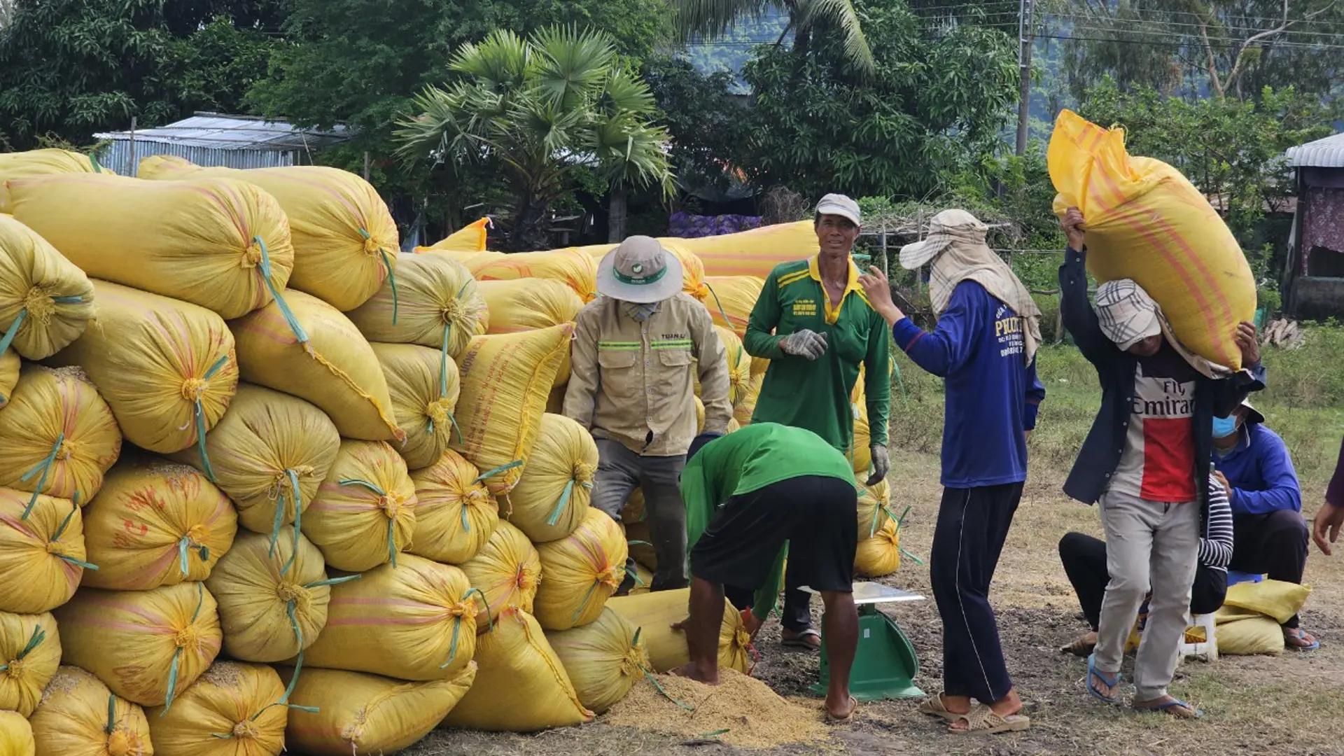 Phát triển bền vững một triệu hecta lúa chuyên canh chất lượng cao