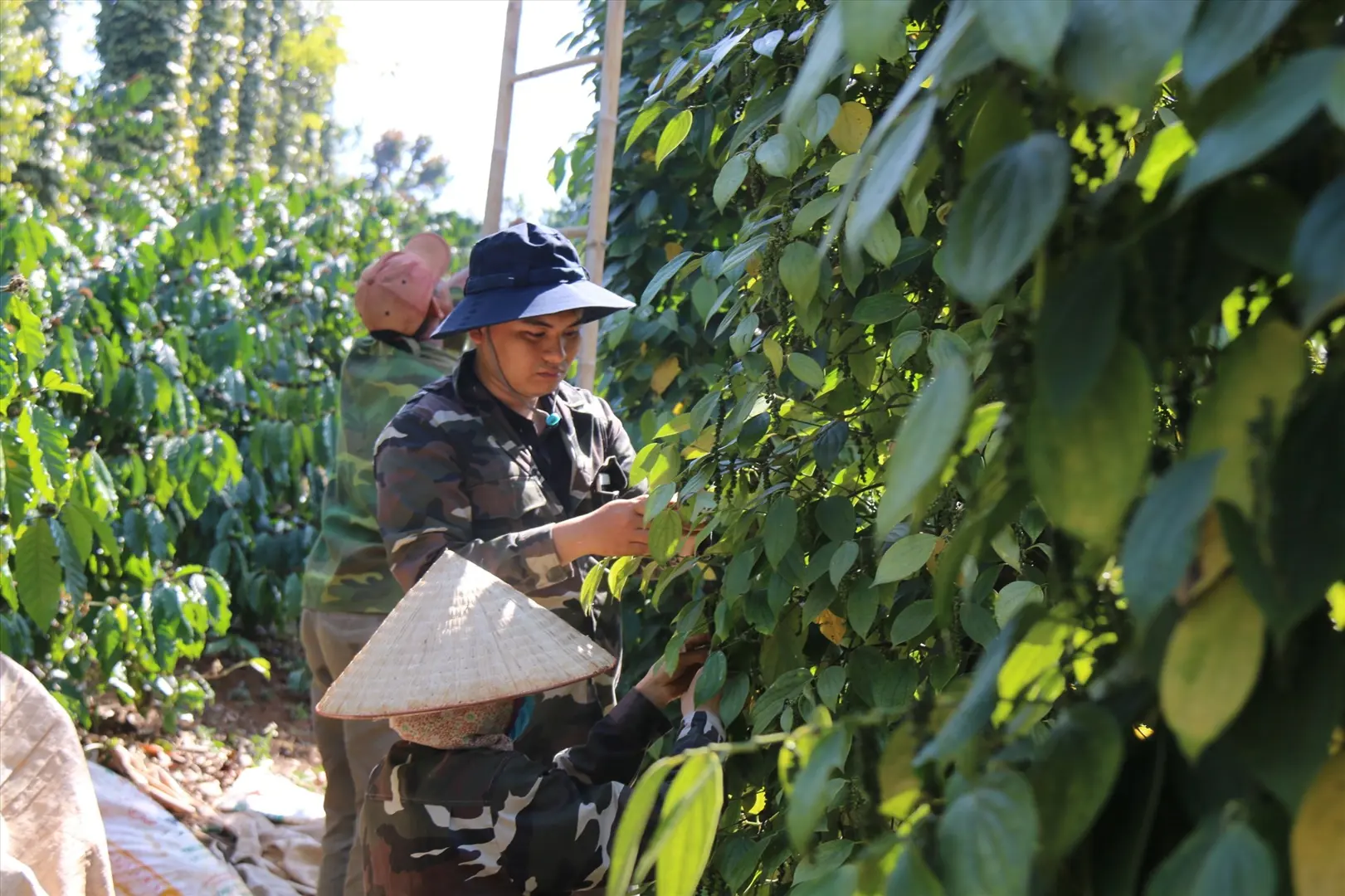 Giá tiêu hôm nay 18/2: Tăng liền cả tuần, thêm 2.000 đồng/kg