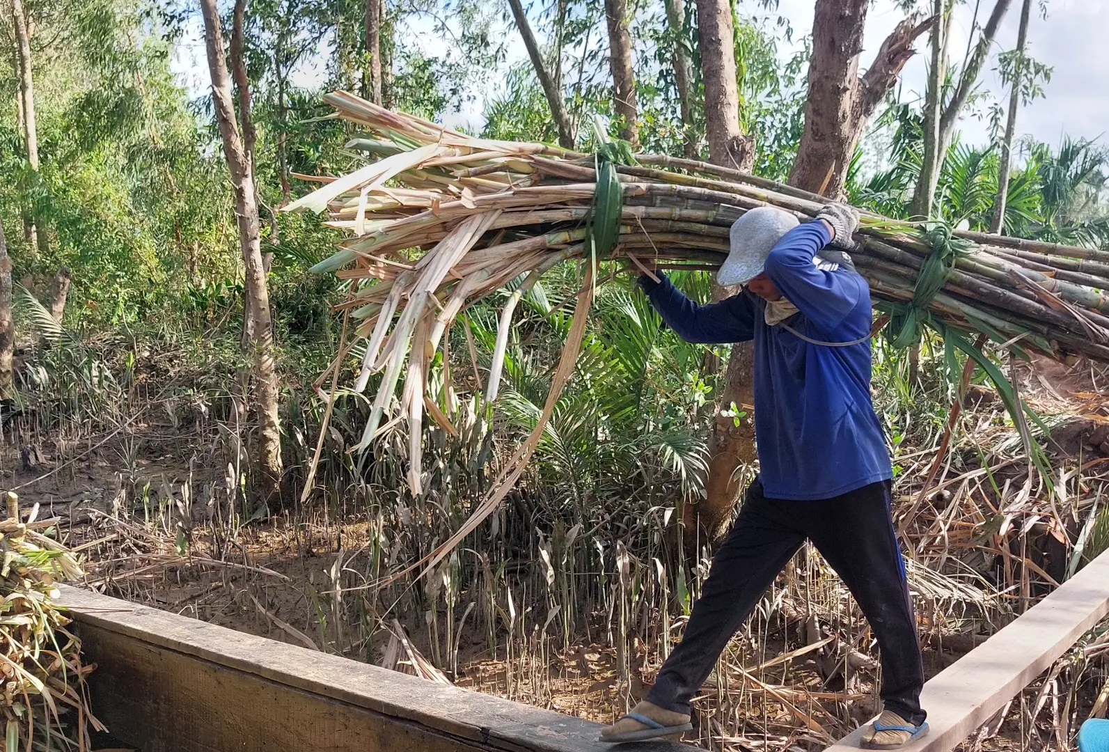 Sóc Trăng: Nông dân trồng mía phấn khởi vì trúng mùa, được giá