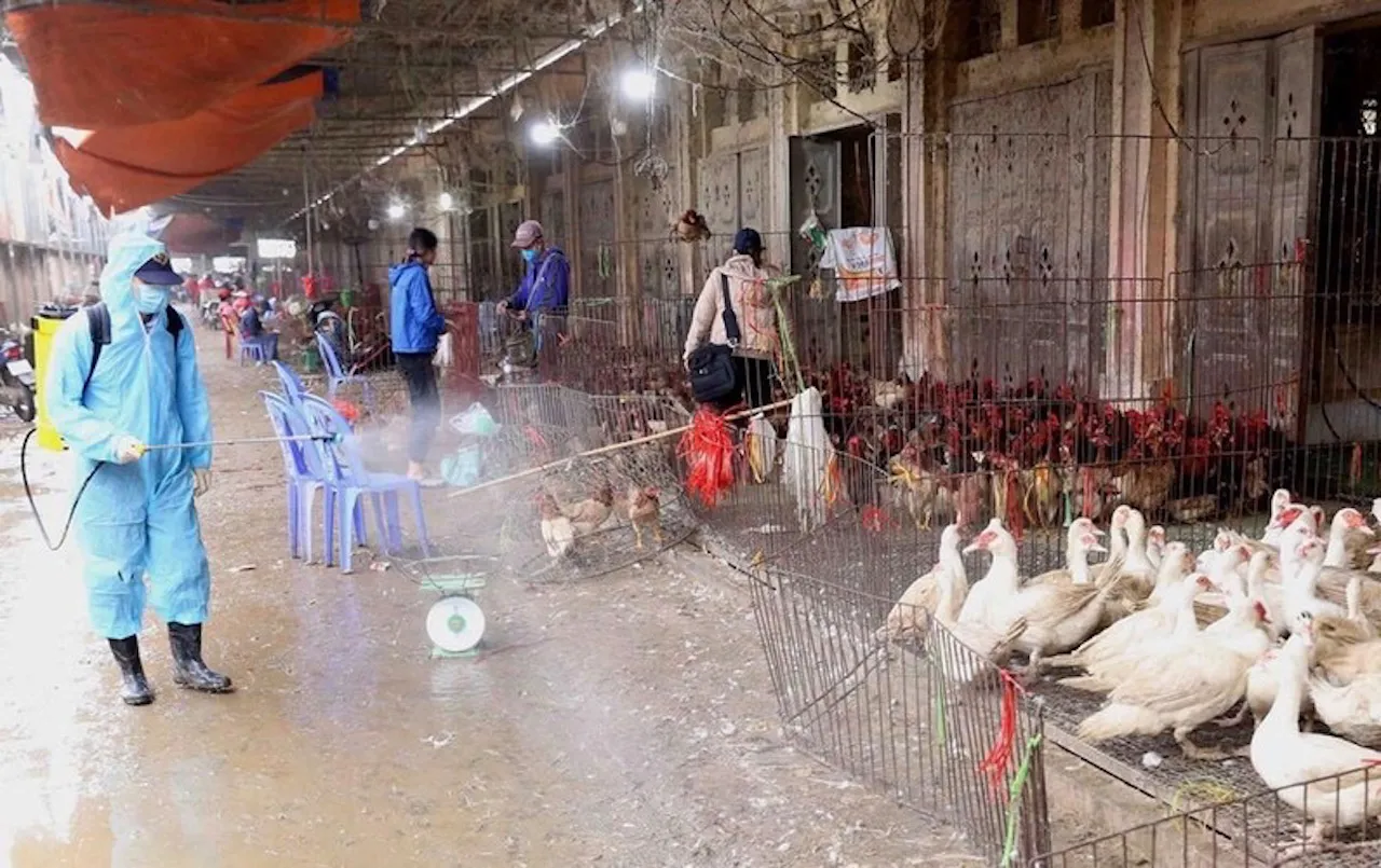 Huy động mọi nguồn lực, ngăn dịch cúm gia cầm đang diễn biến phức tạp