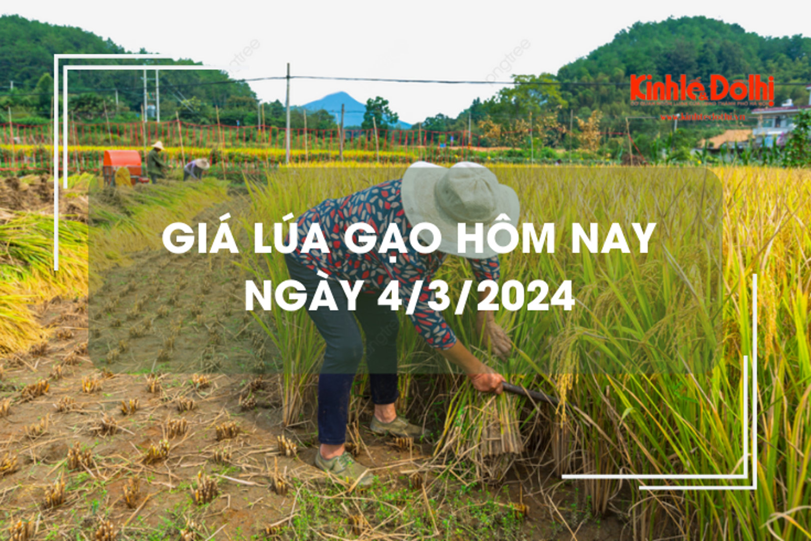 Giá lúa gạo hôm nay 4/3/2024: Duy trì ổn định