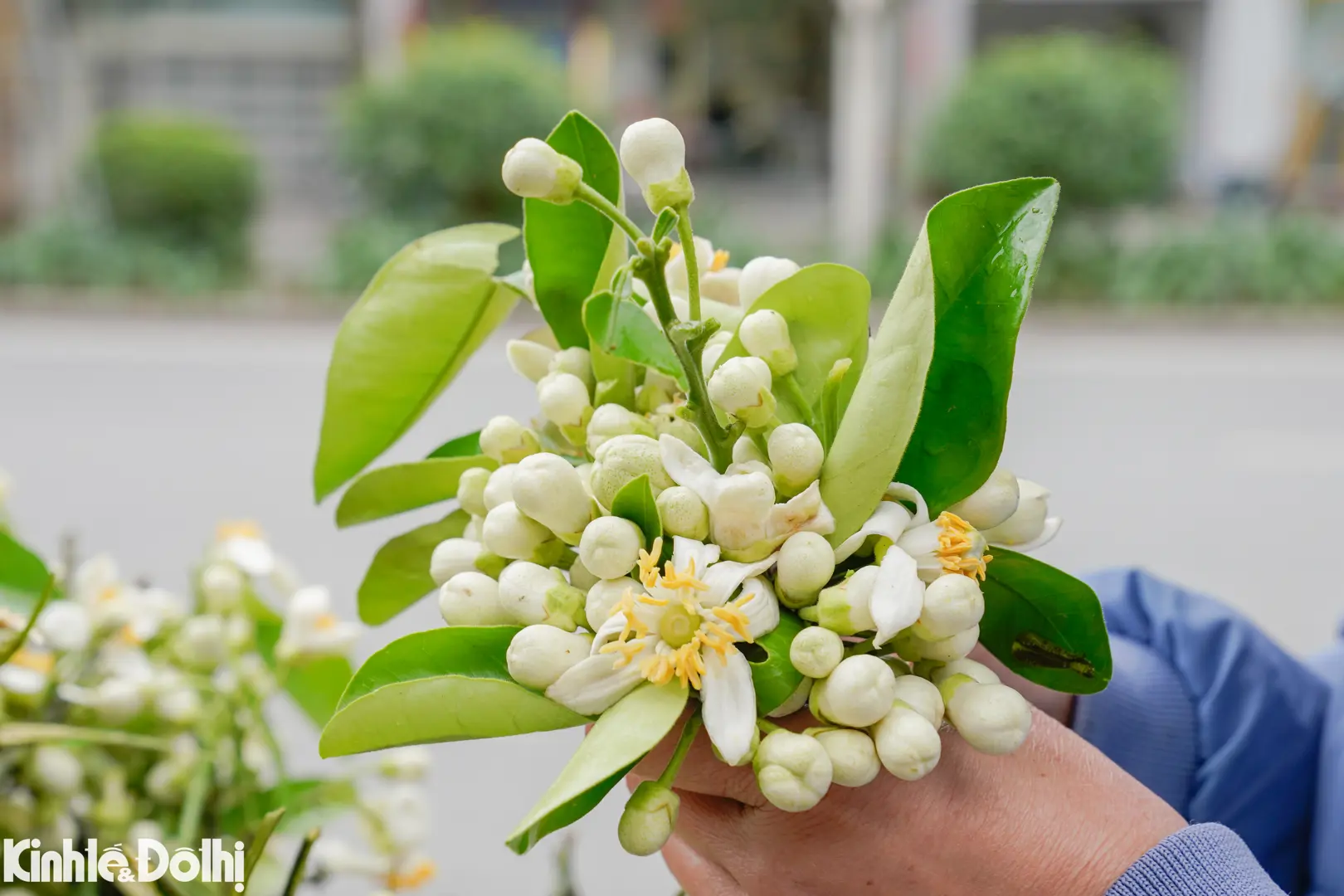 Hoa bưởi dịu dàng "xuống phố" hút khách giữa Thủ đô