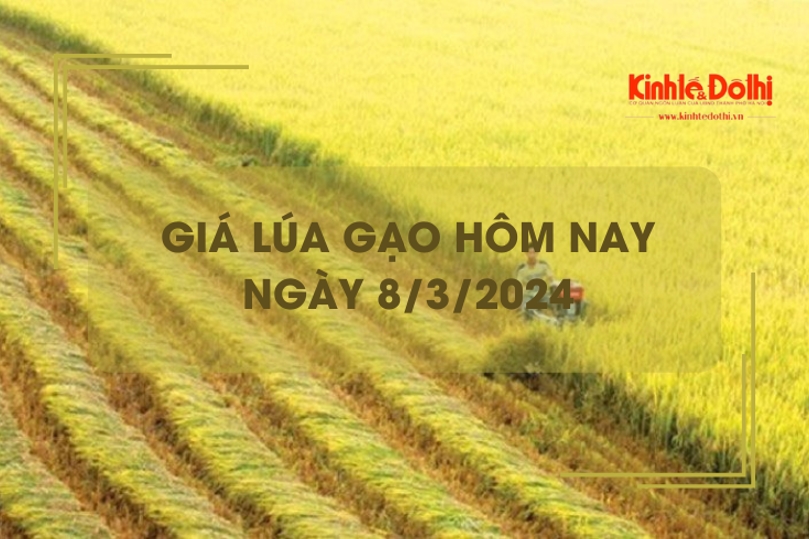 Giá lúa gạo hôm nay 8/3/2024: Giá gạo chợ lẻ giảm mạnh