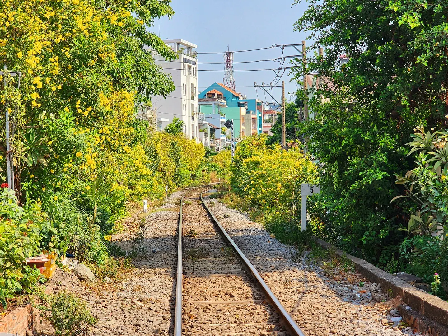 TP Hồ Chí Minh: Tháng 3 lãng mạn hơn với nhiều loại hoa khoe sắc