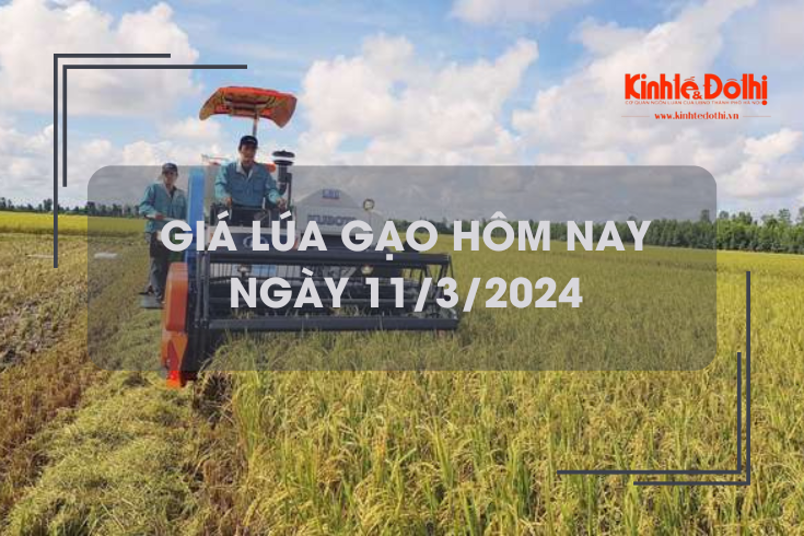 Giá lúa gạo hôm nay 11/3/2024: Duy trì ổn định 