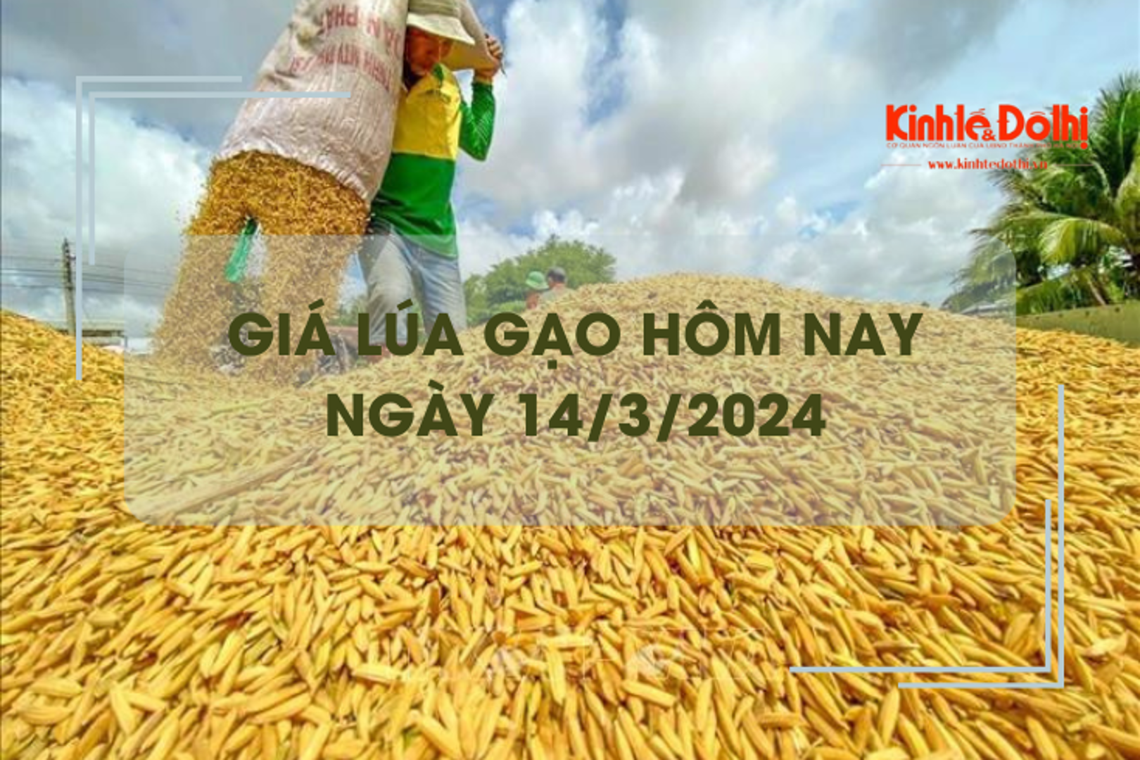 Giá lúa gạo hôm nay 14/3/2024: Giá lúa đồng loạt tăng từ 100 - 200 đồng/kg