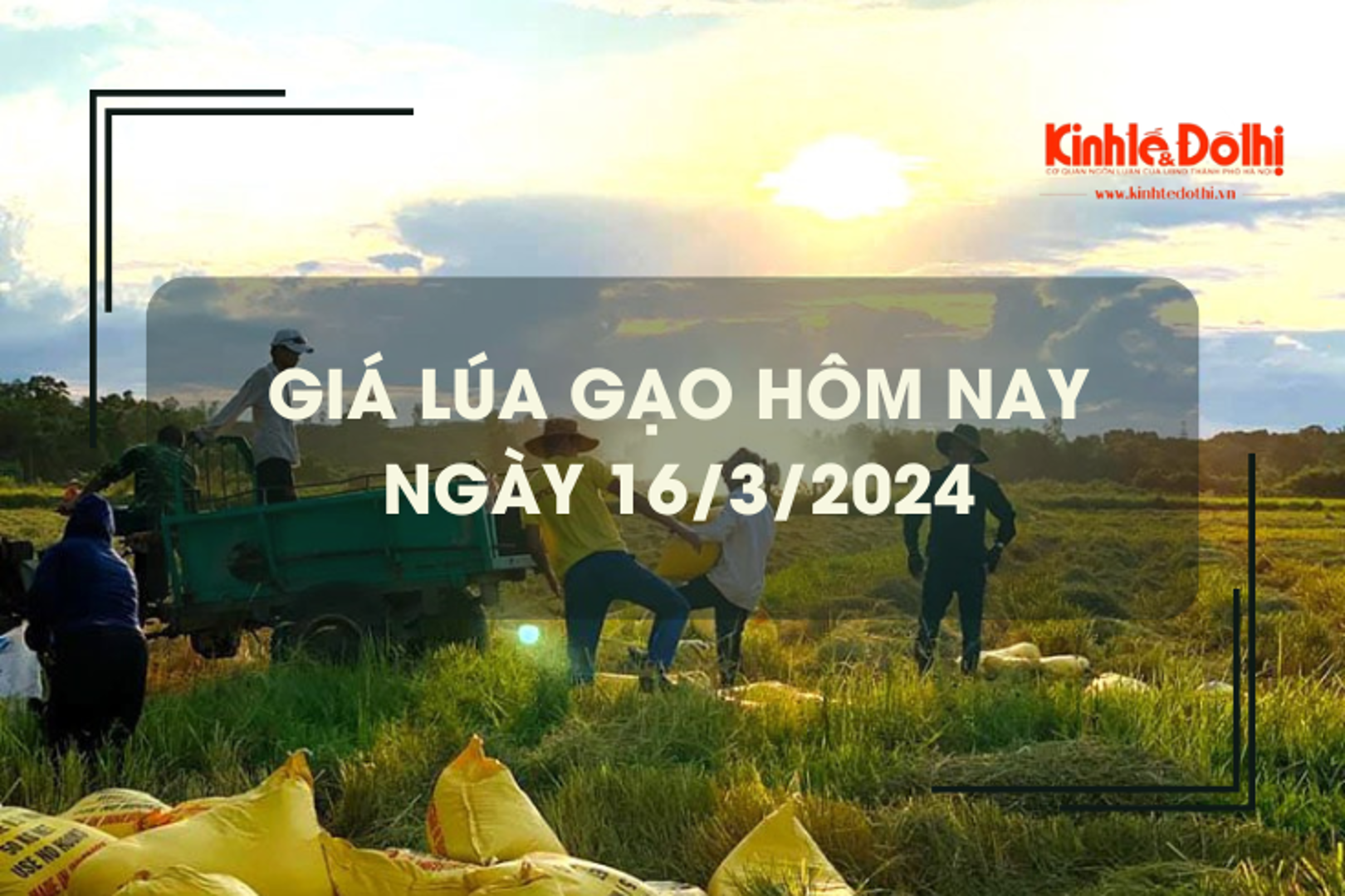 Giá lúa gạo hôm nay 16/3/2024: Tiếp tục chững giá 