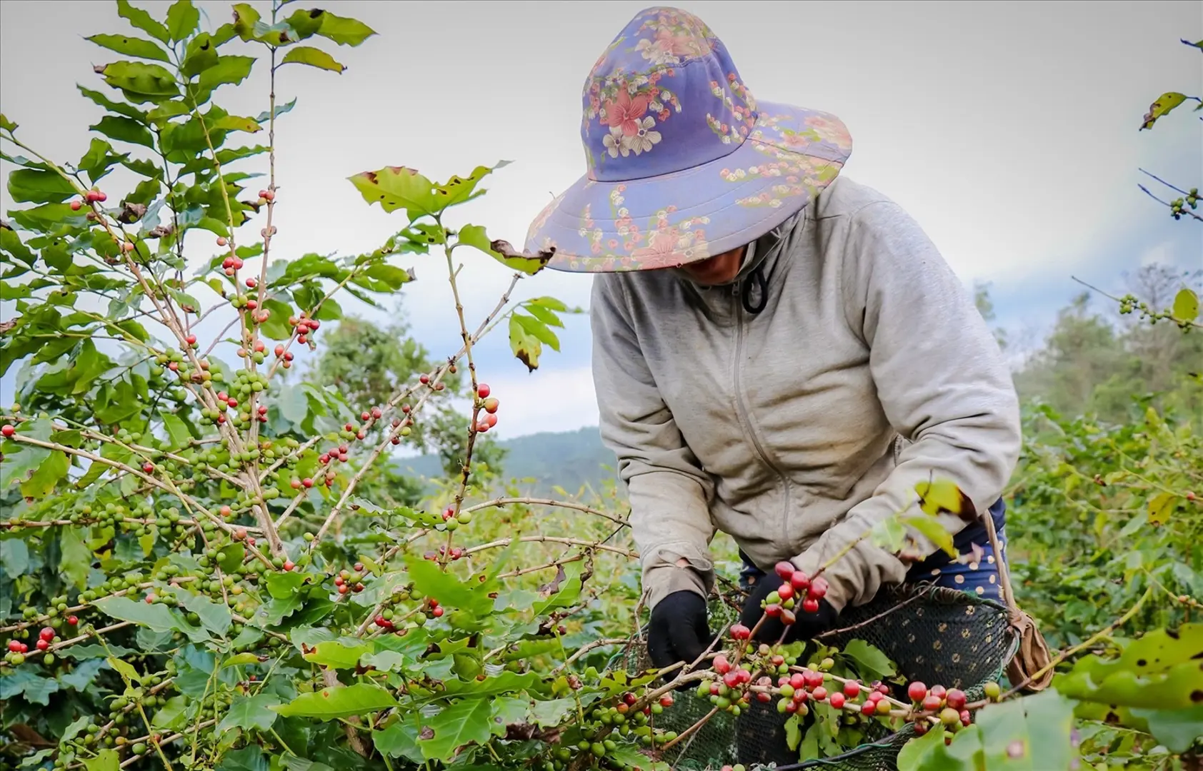 Giá cà phê hôm nay 16/3: Tiếp tục tăng, trong nước gần 93.000 đồng/kg