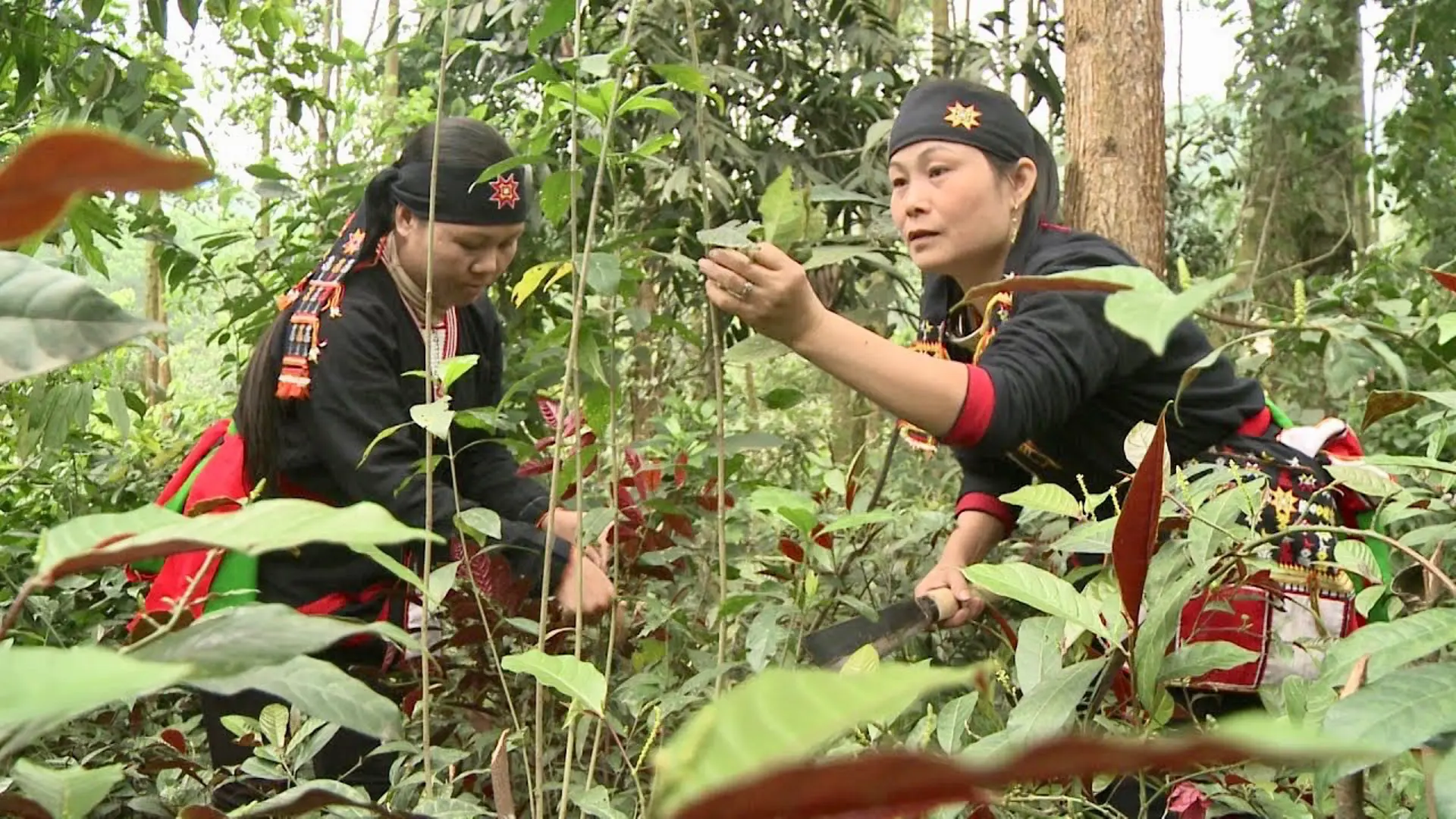 Hà Nội hỗ trợ đồng bào vùng dân tộc phát triển sản xuất nông nghiệp