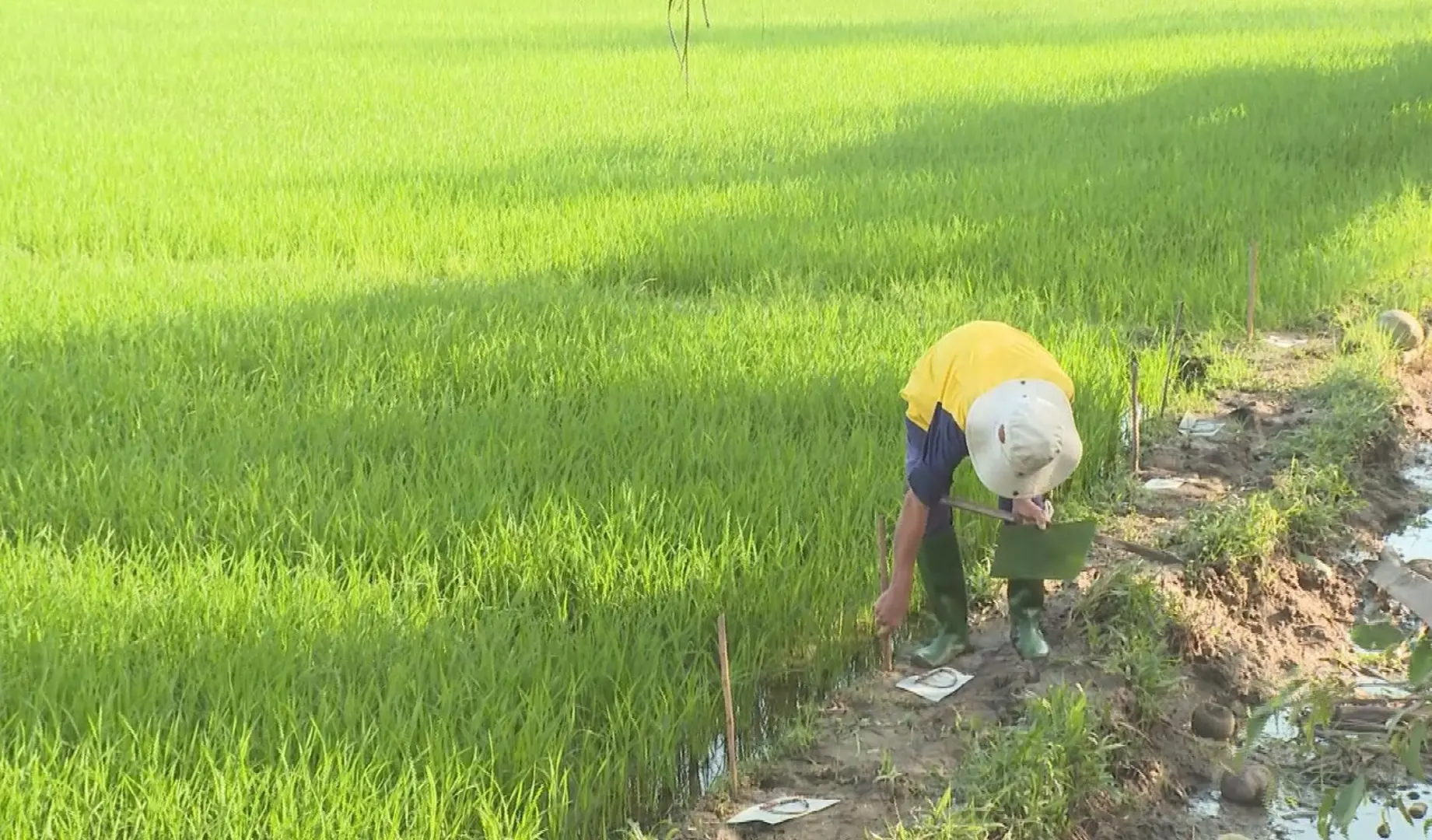 Quảng Ngãi: Chuột hoành hành trên đồng lúa