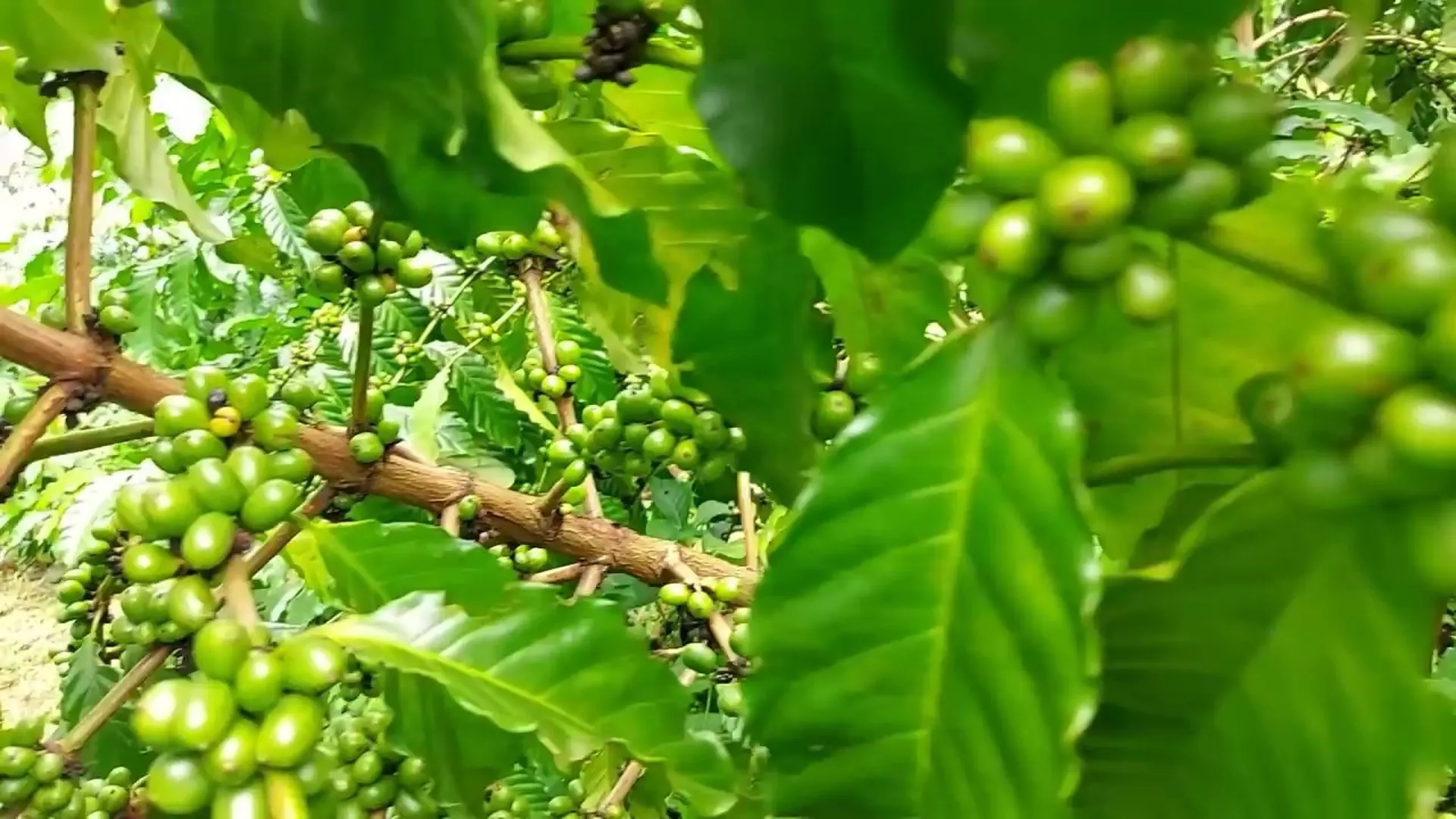 Giá cà phê hôm nay 23/3: Brazil vào vụ thu hoạch, giá Robusta liệu có hạ?