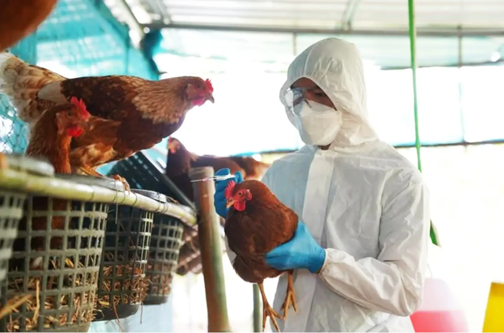 Virus A/H5N1 là chủng độc lực cao, dễ nhầm với cúm thông thường