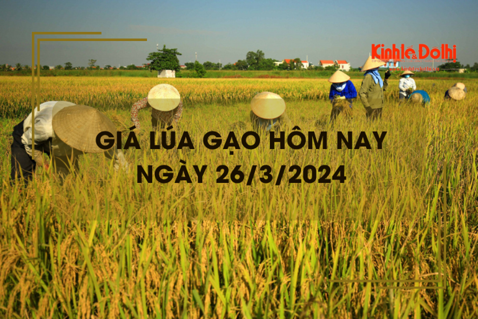 Giá lúa gạo hôm nay 26/3/2024: Giá gạo bật tăng 50 - 300 đồng/kg