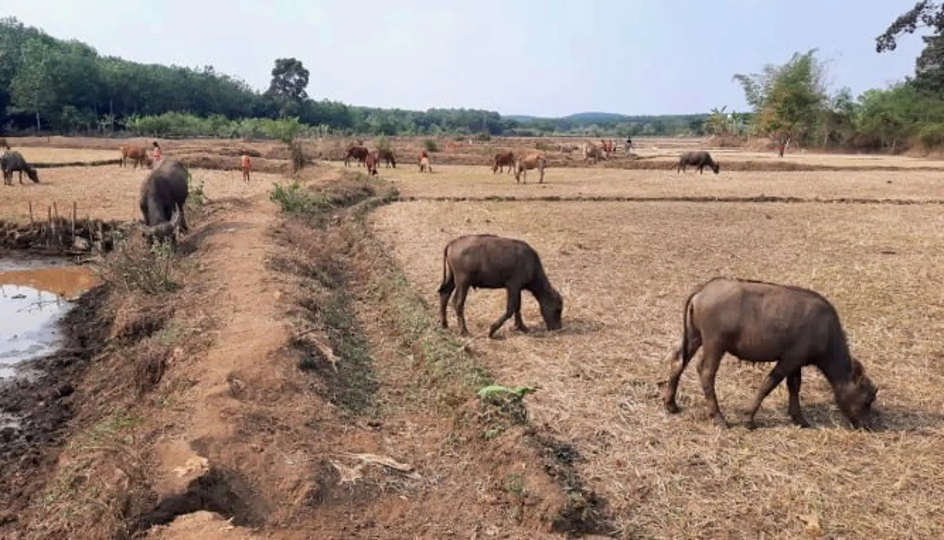 Cục Thuỷ lợi: hạn hán, thiếu nước sắp kết thúc ở Tây Nguyên, Đông Nam Bộ