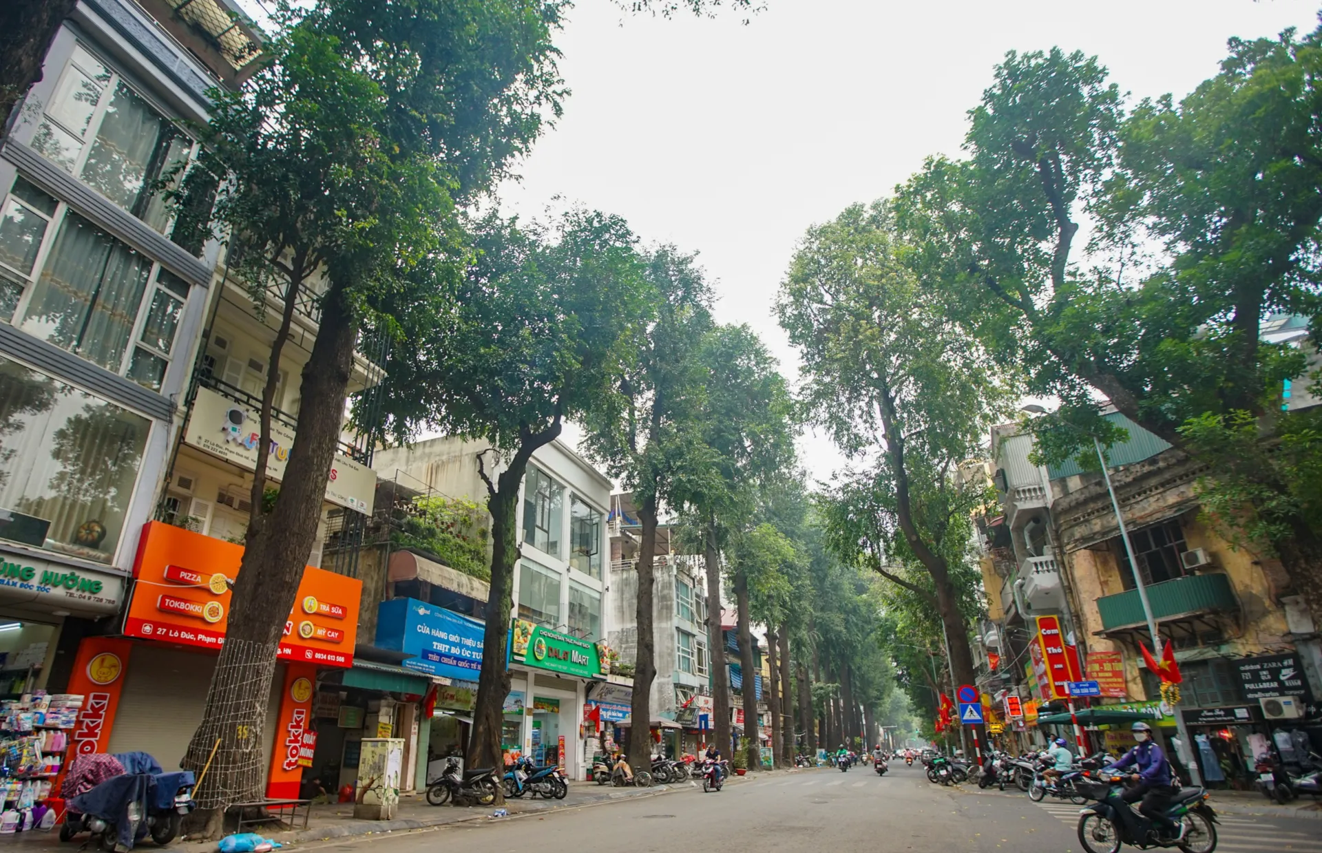 Cận cảnh hàng cây sao đen - di sản hiếm có của Hà Nội