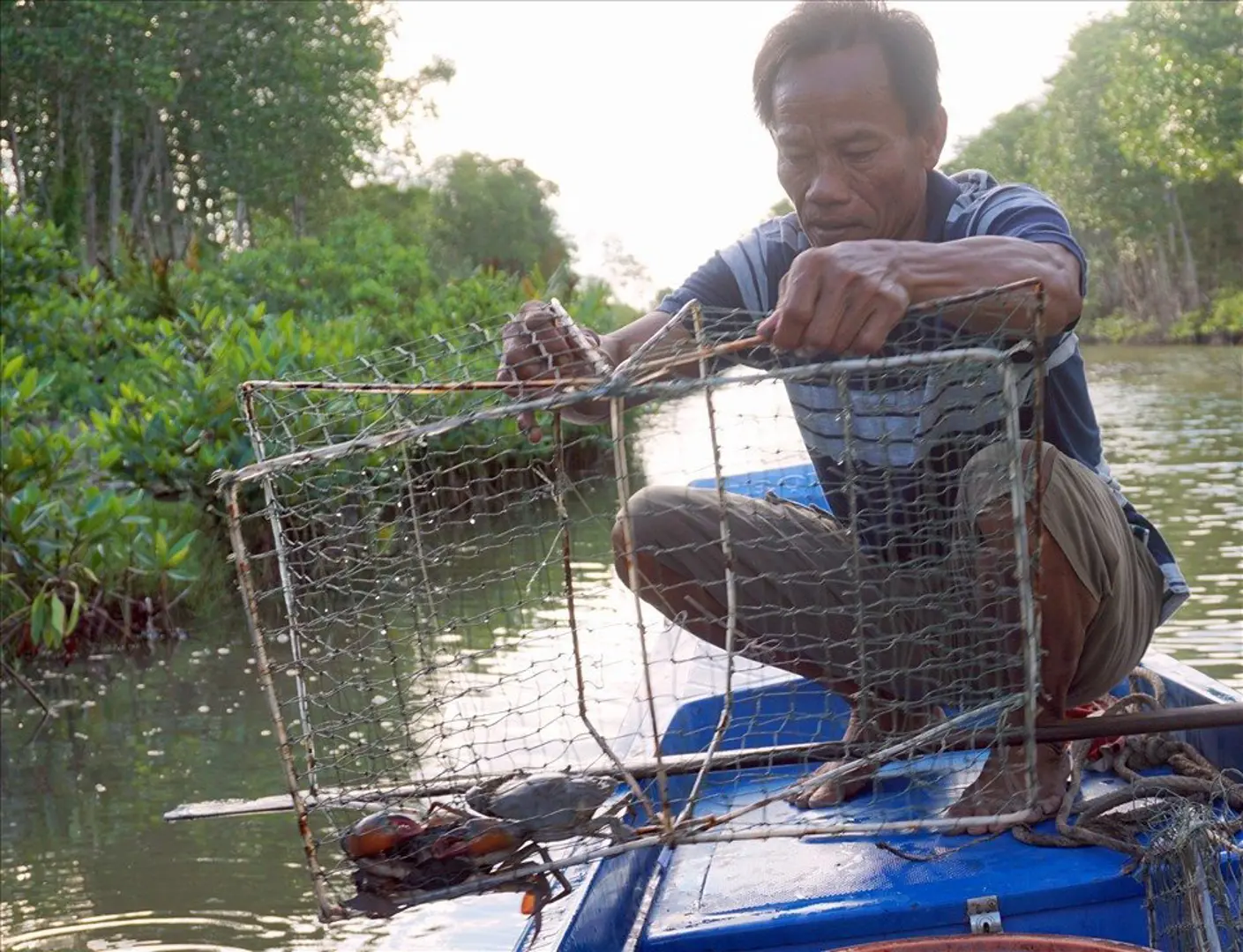 Cà Mau: Nắng nóng kéo dài,  tái diễn tình trạng cua nuôi chết hàng loạt