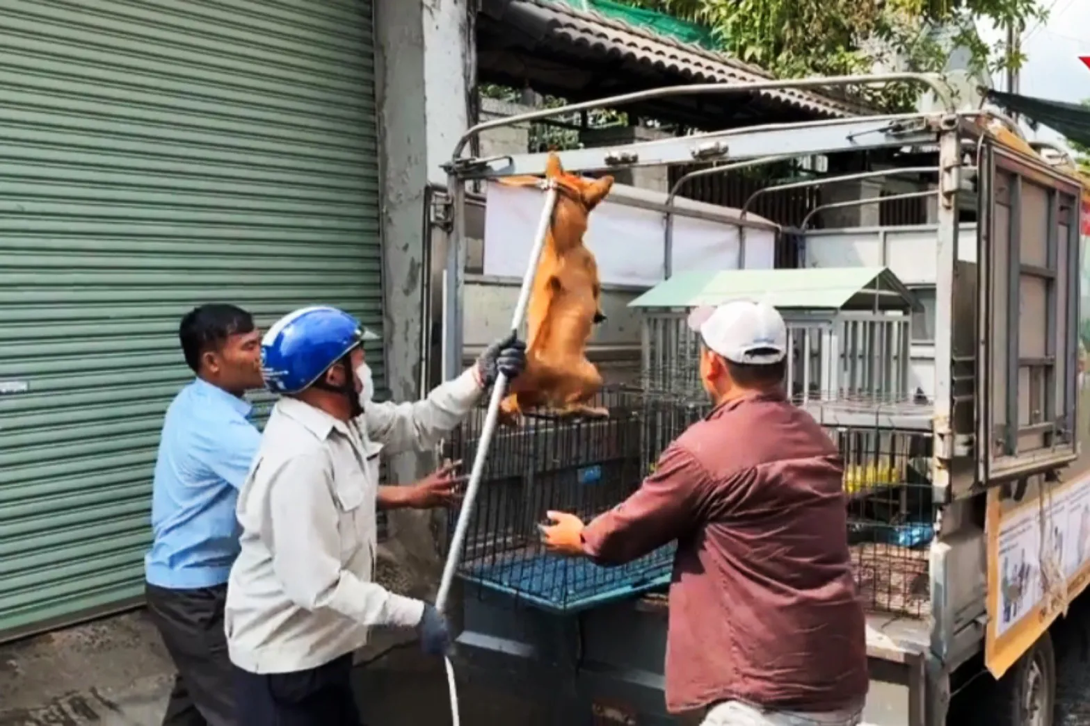 Tăng cường ngăn chặn nguy cơ bệnh dại mùa nắng nóng