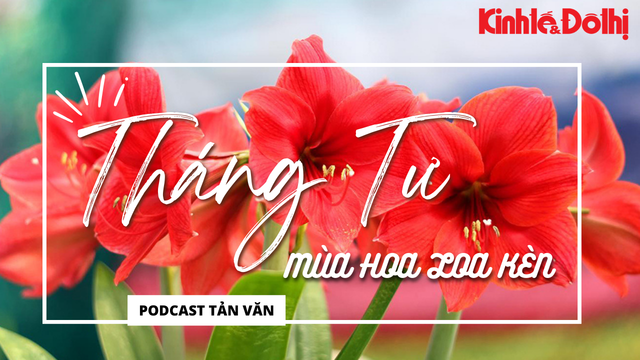 Podcast Tản văn: tháng Tư mùa hoa loa kèn