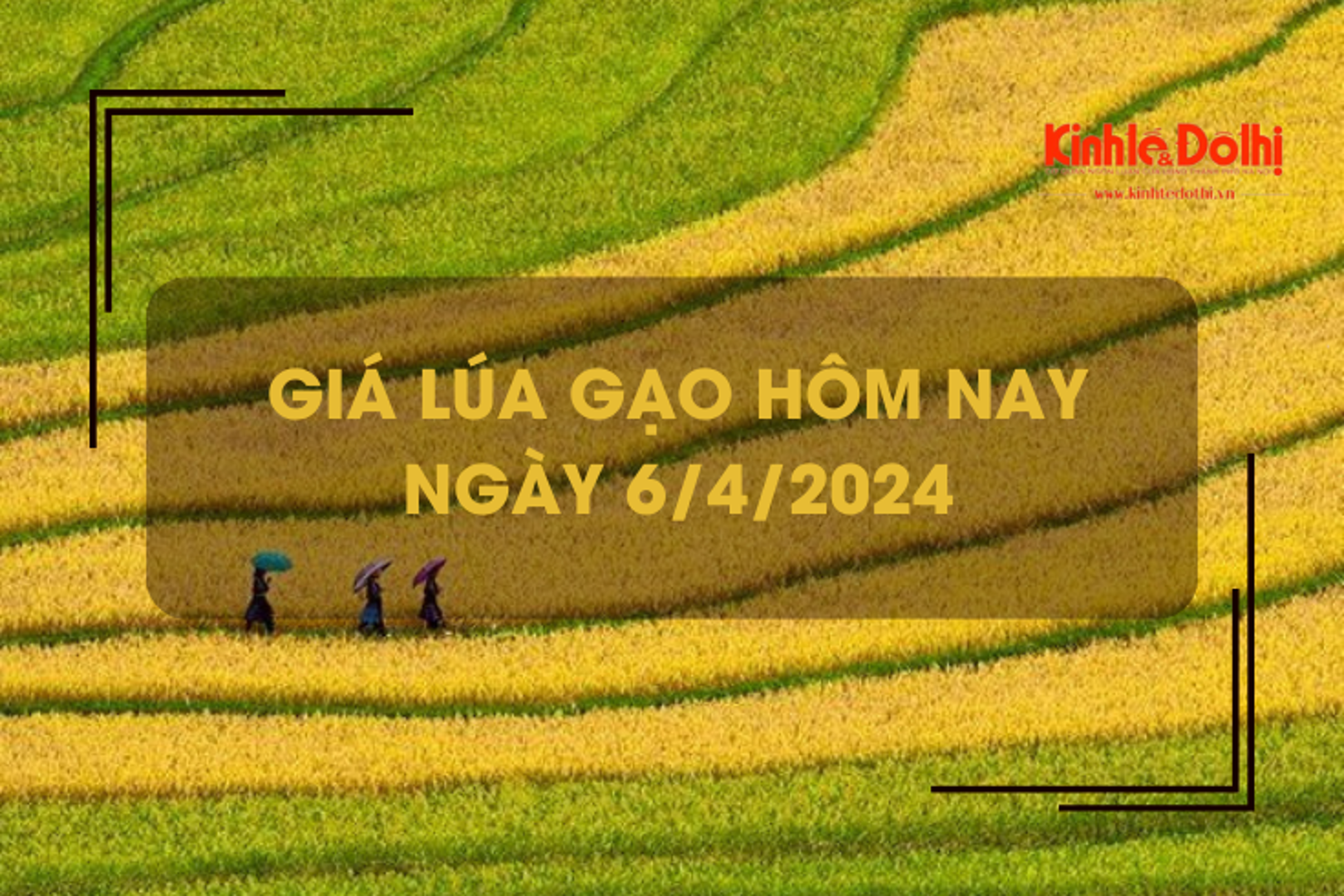 Giá lúa gạo hôm nay 6/4/2024: giá gạo tiếp tục tăng 100-150 đồng/kg