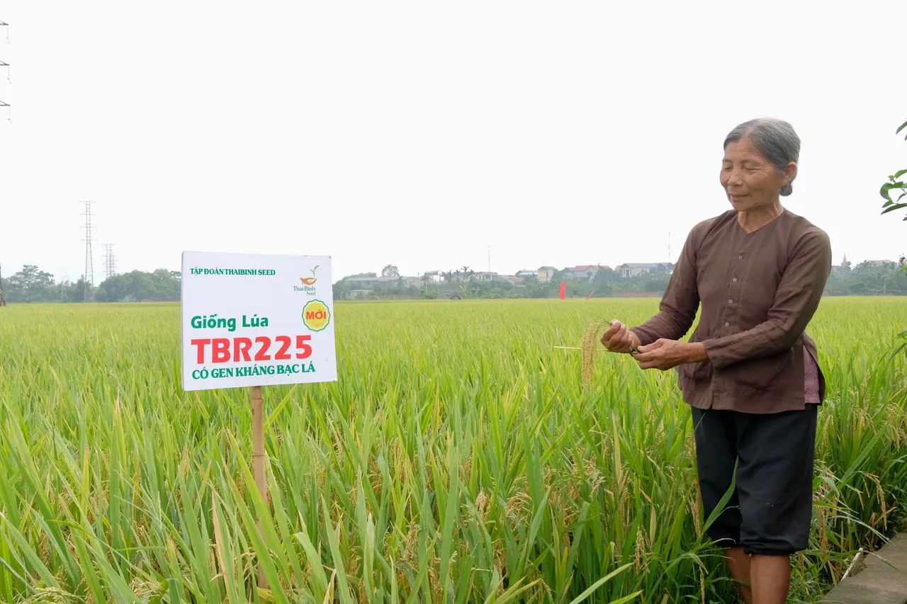 Xây dựng nhãn hiệu gạo đặc trưng của Thủ đô
