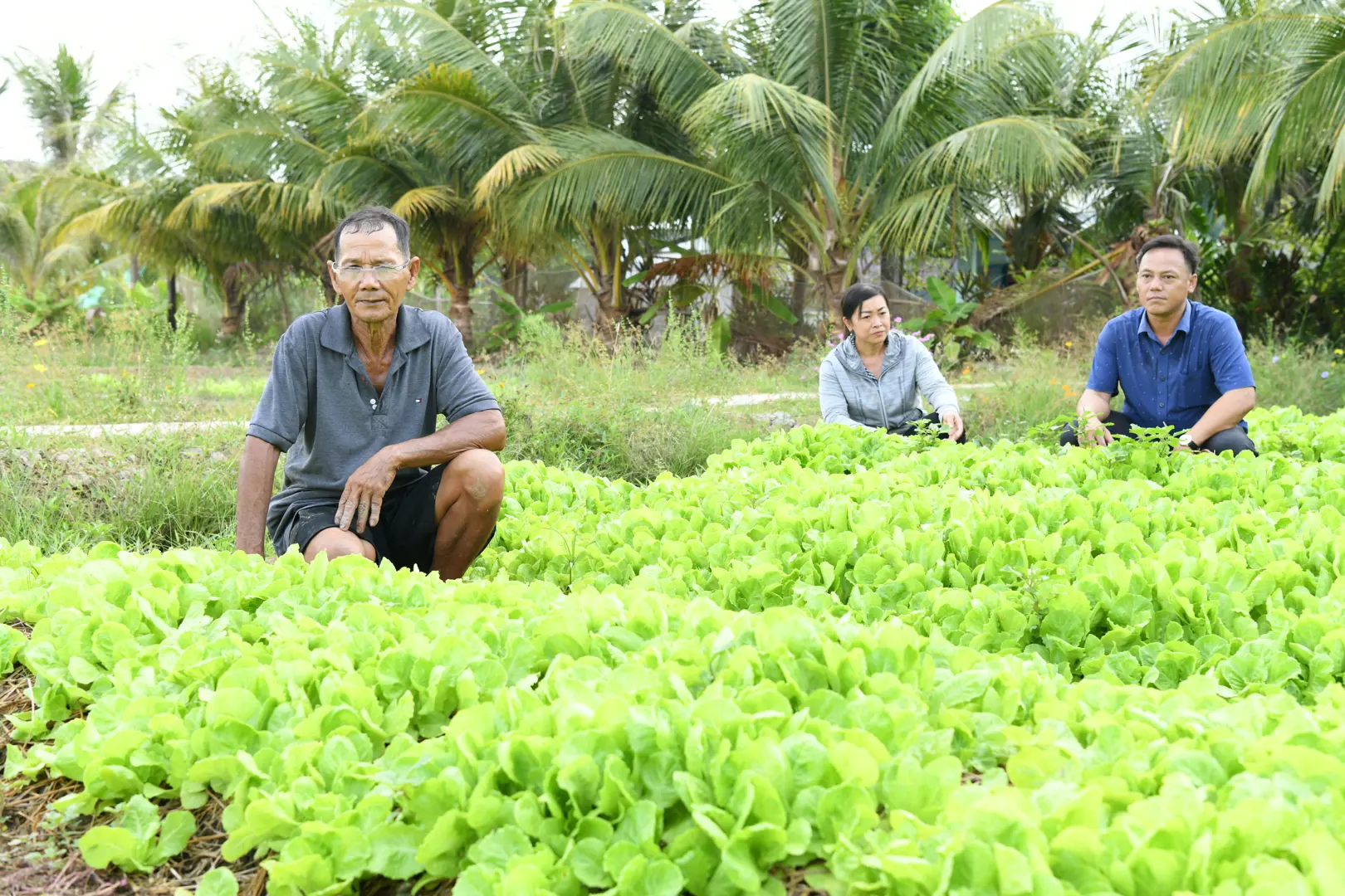 Sóc Trăng: nông dân thu nhập khá nhờ chuyển đổi trồng màu ngắn ngày 