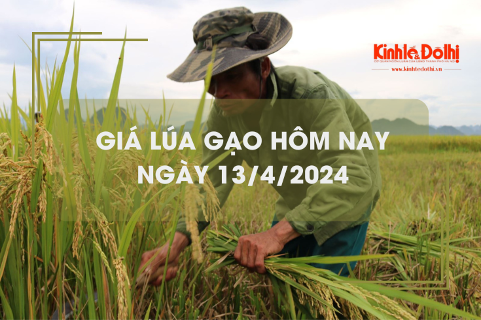 Giá lúa gạo hôm nay 13/4/2024: giá gạo tăng, giá lúa giảm 