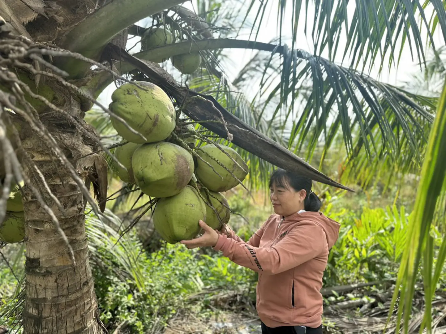 Trà Vinh: lần đầu tiên tổ chức Festival 100 năm cây dừa sáp 