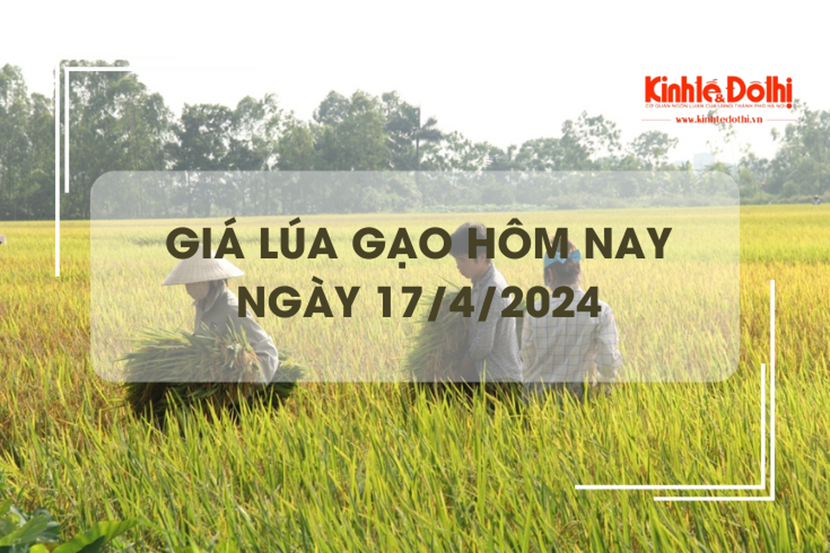 Giá lúa gạo hôm nay 17/4/2024: giá gạo quay đầu giảm nhẹ 