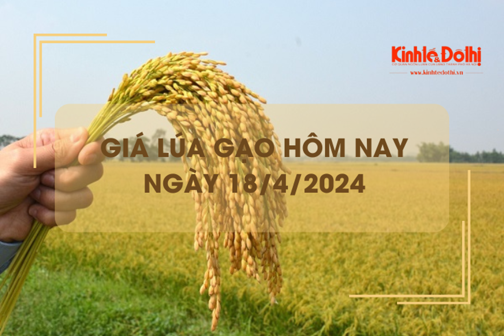 Giá lúa gạo hôm nay 18/4/2024: giá gạo tiếp tục giảm nhẹ 50 đồng/kg