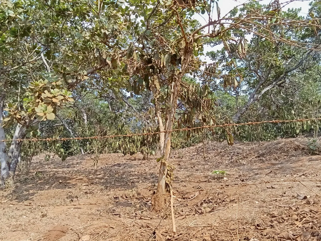 Nông dân Bình Phước nguy cơ mất trắng hoa màu vì hạn hán