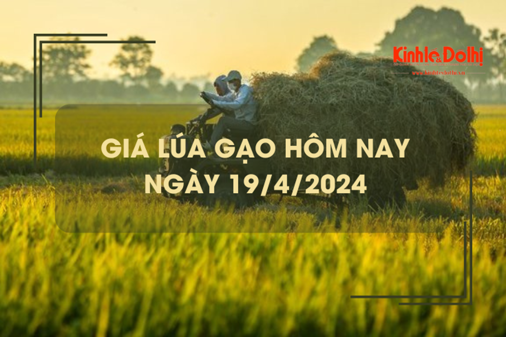 Giá lúa gạo hôm nay 19/4/2024: giá gạo tăng, giá lúa biến động trái chiều