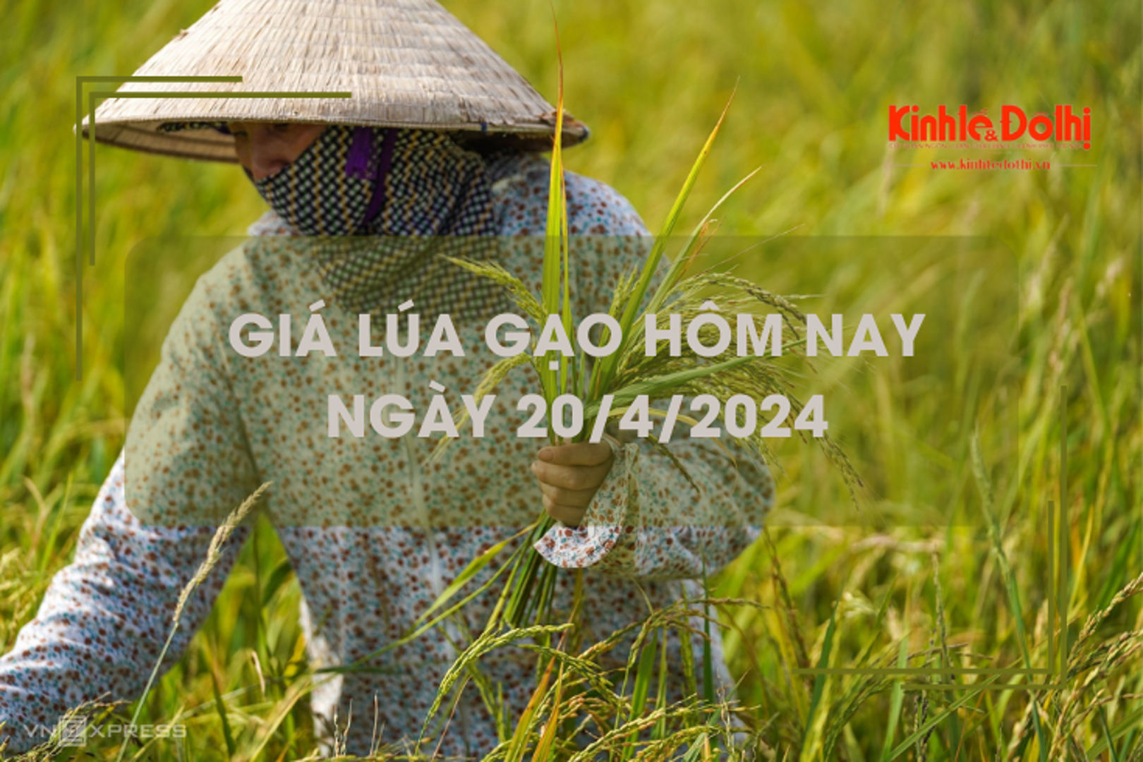 Giá lúa gạo hôm nay 20/4/2024: nguồn lúa Đông Xuân còn ít, giá neo cao