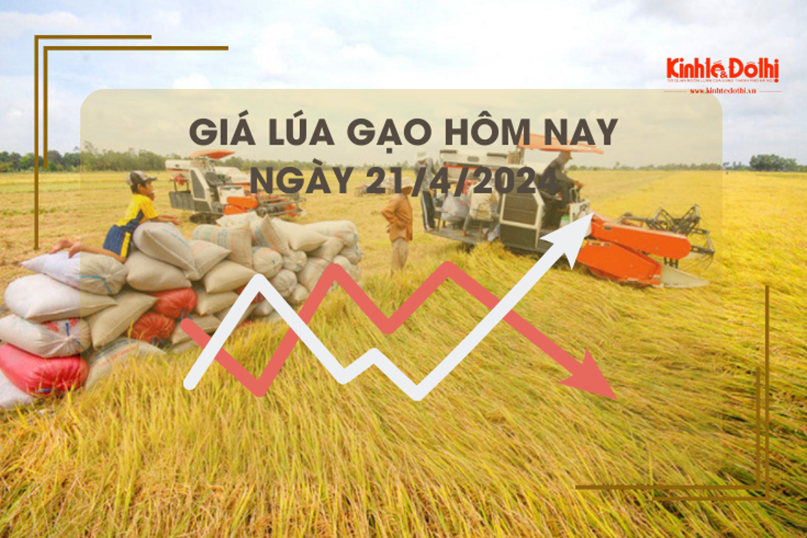 Giá lúa gạo hôm nay 21/4/2024: tăng nhẹ 100 - 200 đồng/kg 