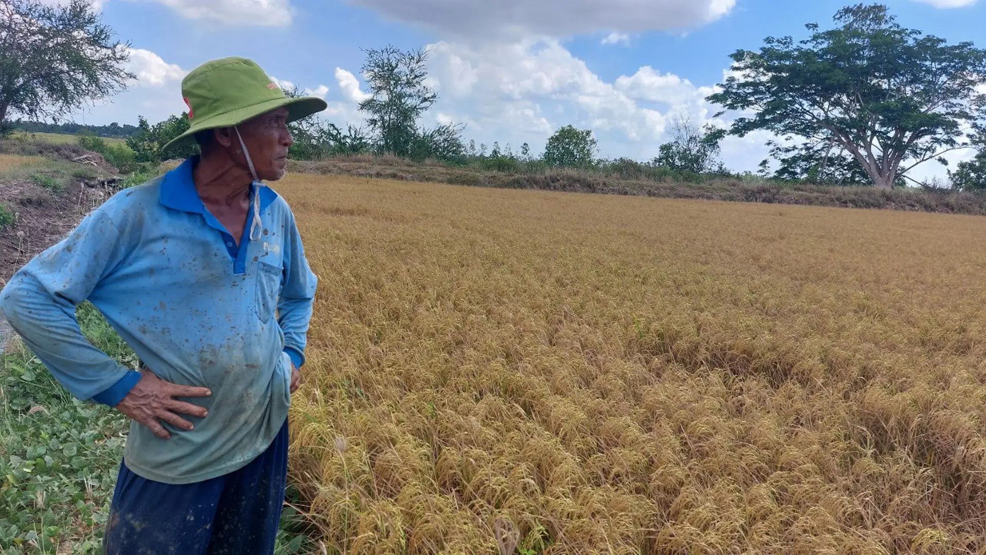 Sóc Trăng: năng suất lúa giảm sâu do ảnh hưởng bởi hạn mặn