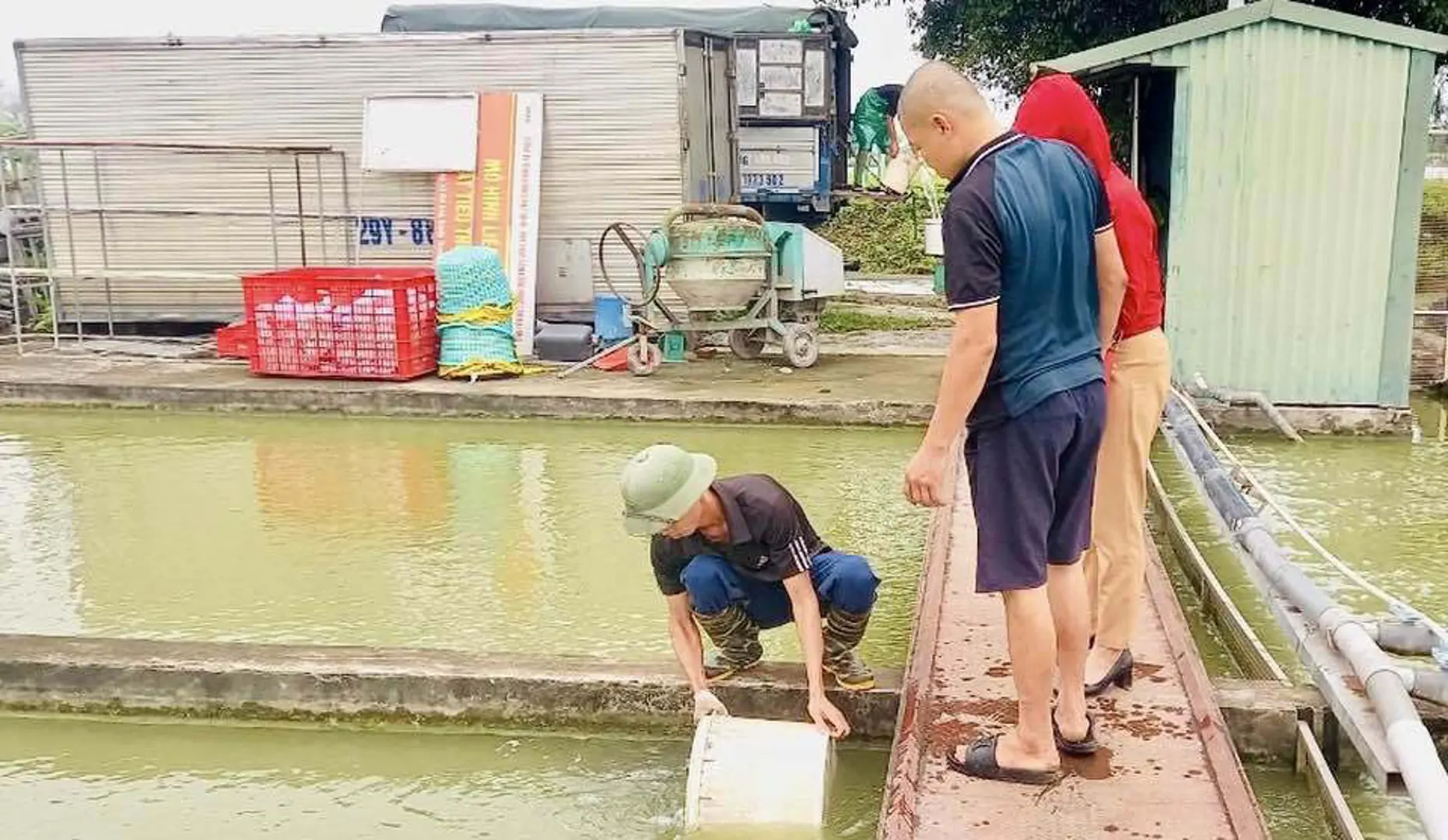 Huyện Thanh Trì hỗ trợ cá giống cho mô hình nuôi thủy sản theo hướng VietGAP