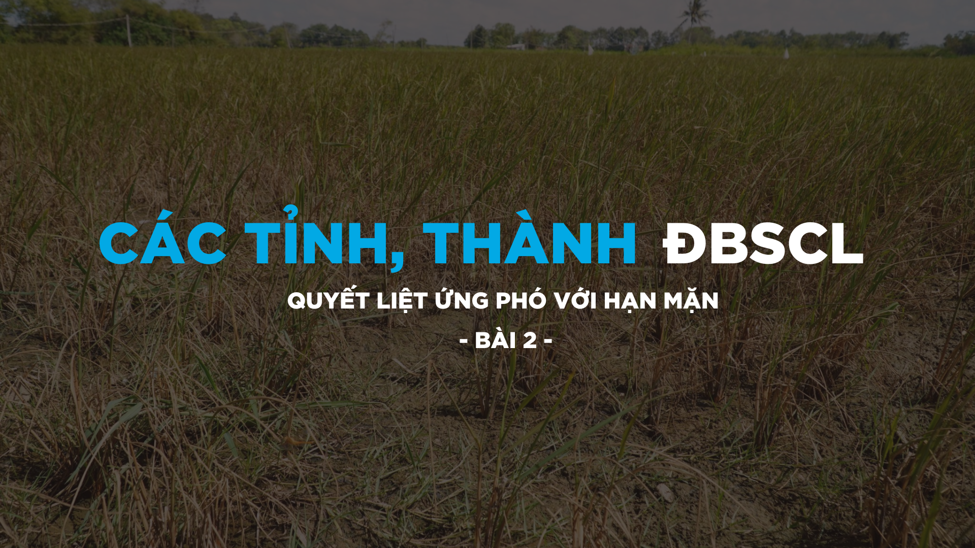 Bài 2: Các tỉnh, thành ĐBSCL quyết liệt ứng phó với hạn mặn