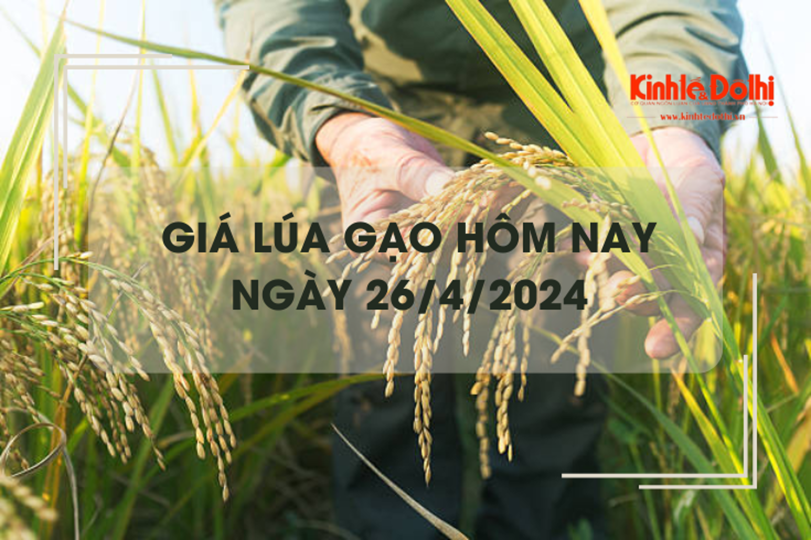 Giá lúa gạo hôm nay 26/4/2024: giá gạo quay đầu giảm nhẹ 200 đồng/kg