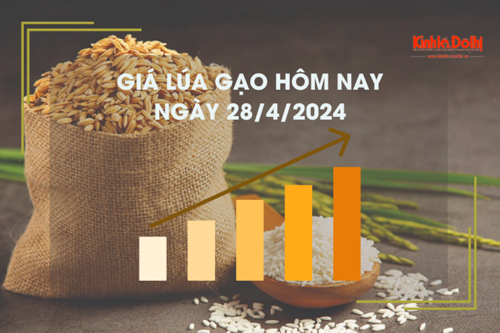 Giá lúa gạo hôm nay 28/4/2024: giá lúa gạo tiếp tục xu hướng tăng