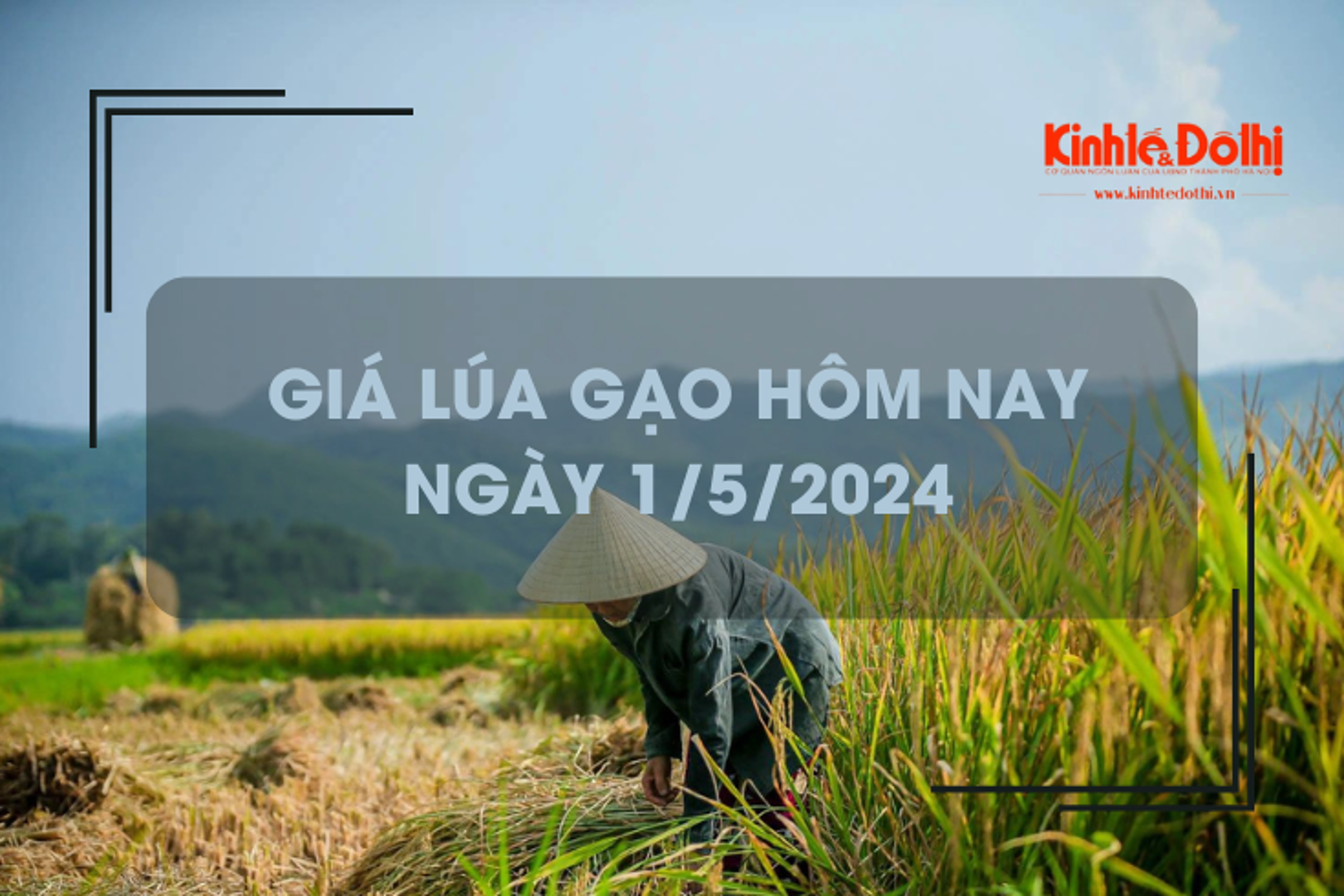 Giá lúa gạo hôm nay 1/5/2024: thị trường giao dịch chậm