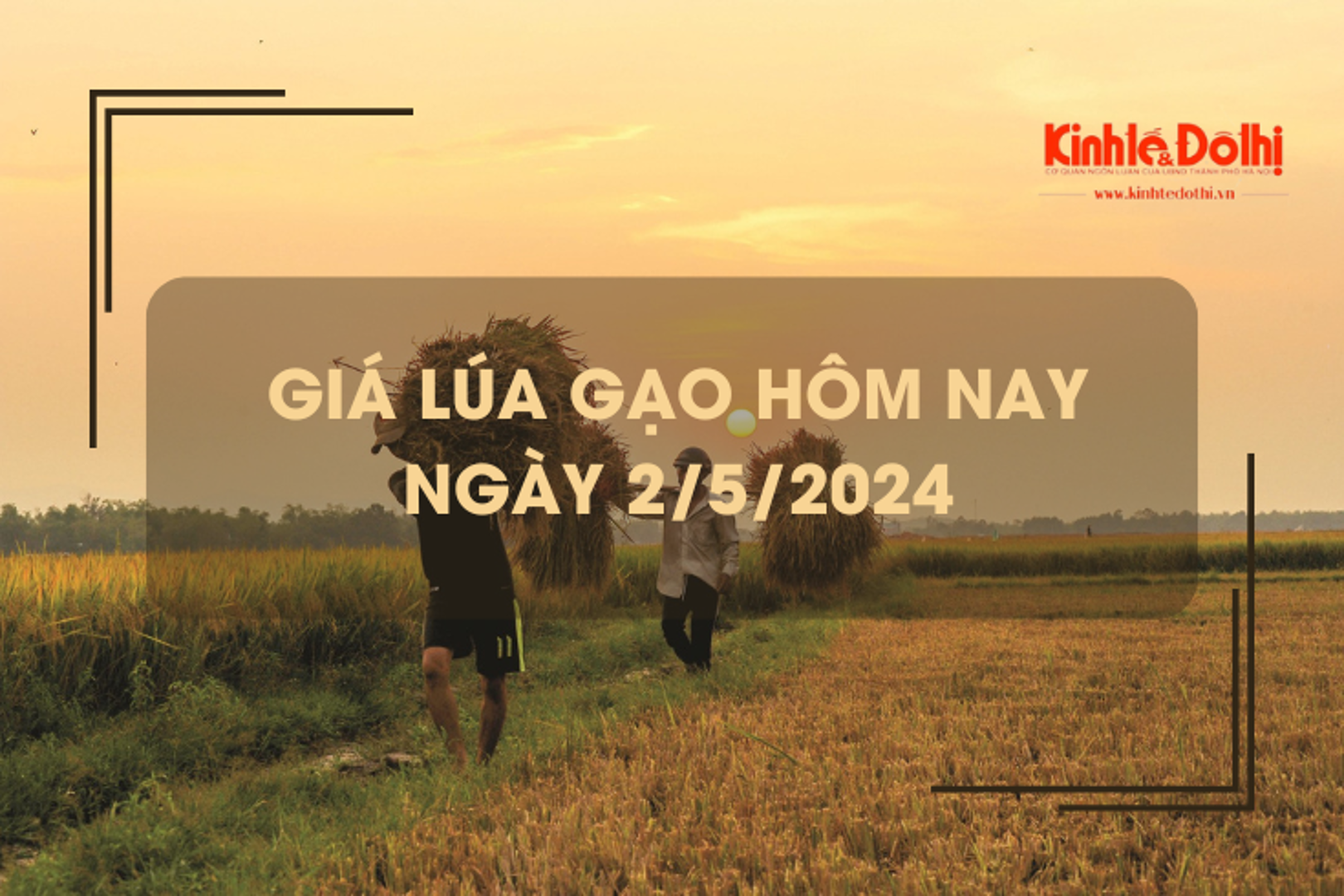 Giá lúa gạo hôm nay 2/5/2024: giao động từ 7.400 - 8.200 đồng/kg