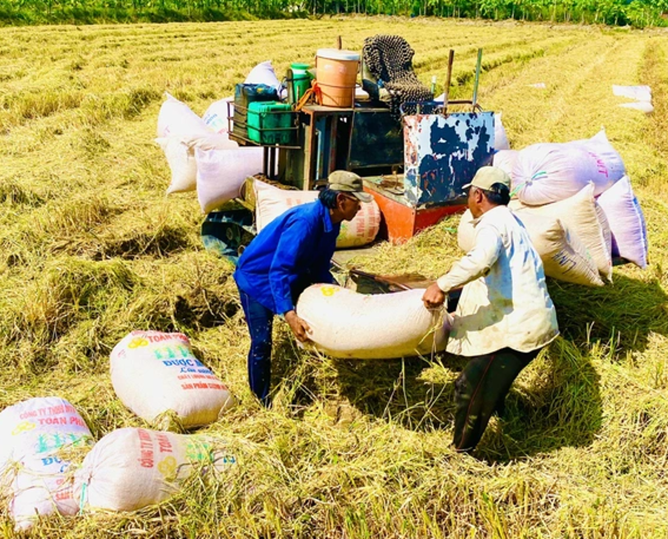 Lợi ích khi đưa thương lái vào tham gia chuỗi giá trị lúa gạo