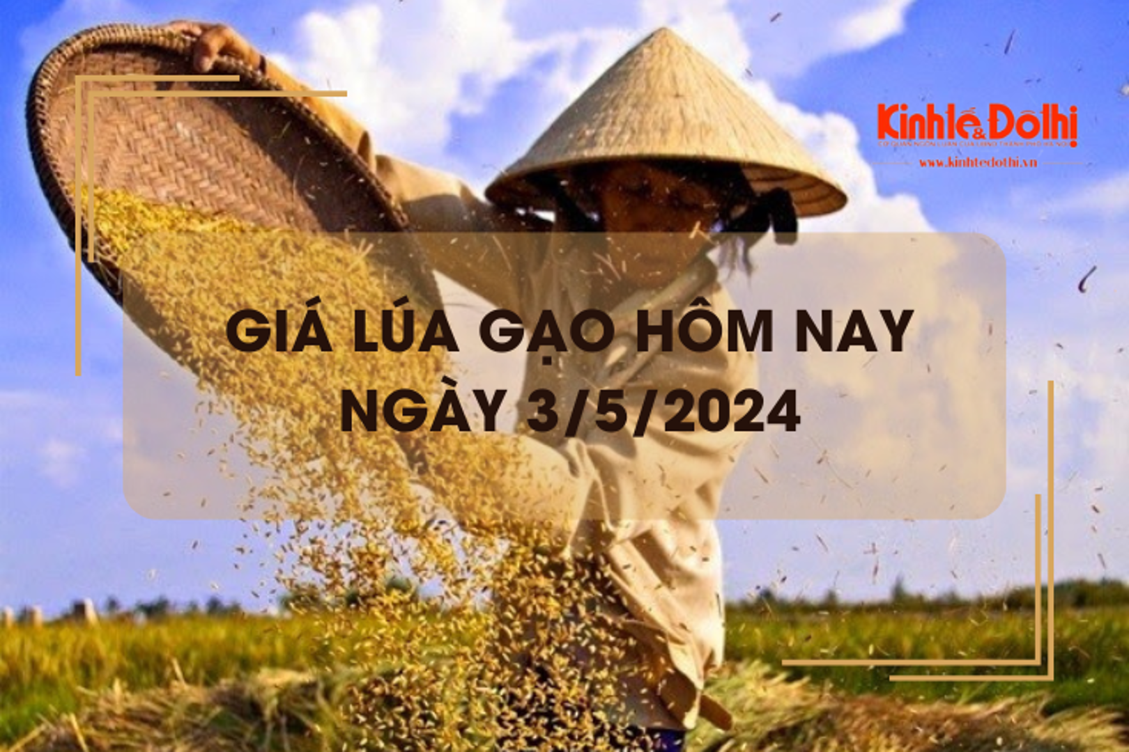 Giá lúa gạo hôm nay 3/5/2024: Nguồn cung ít, giá lúa có xu hướng tăng