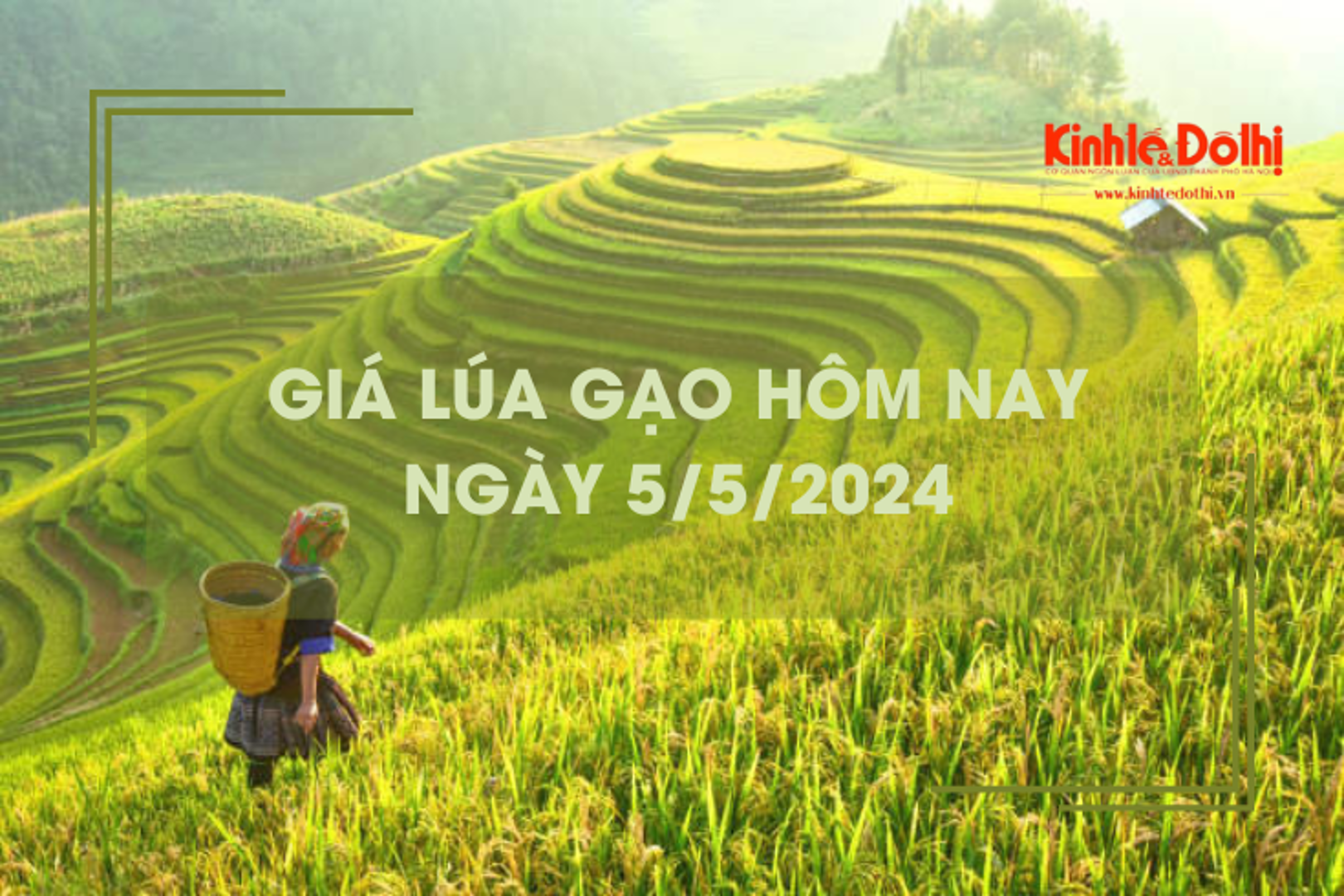 Giá lúa gạo hôm nay 5/5/2024: giá lúa tại Đắk Lắk có xu hướng tăng