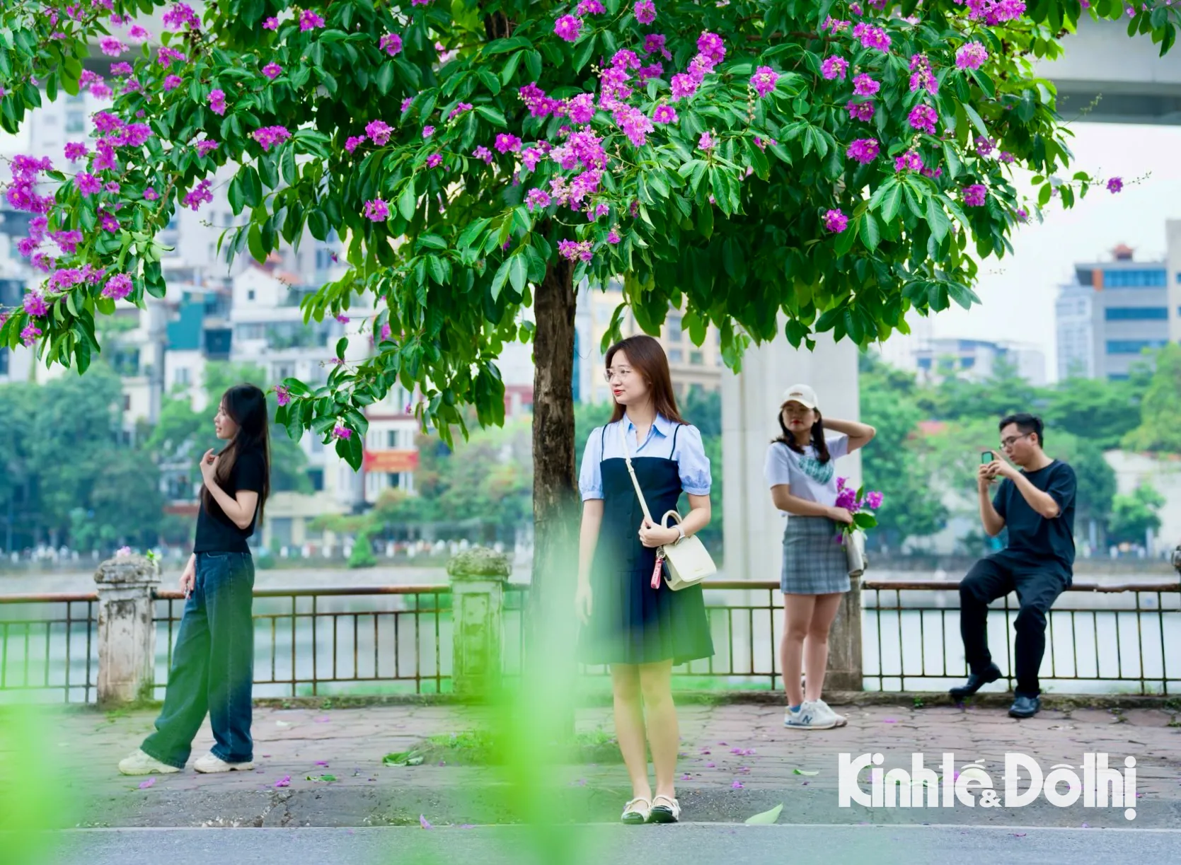 Bằng lăng khoe sắc tím khắp phố phường Hà Nội