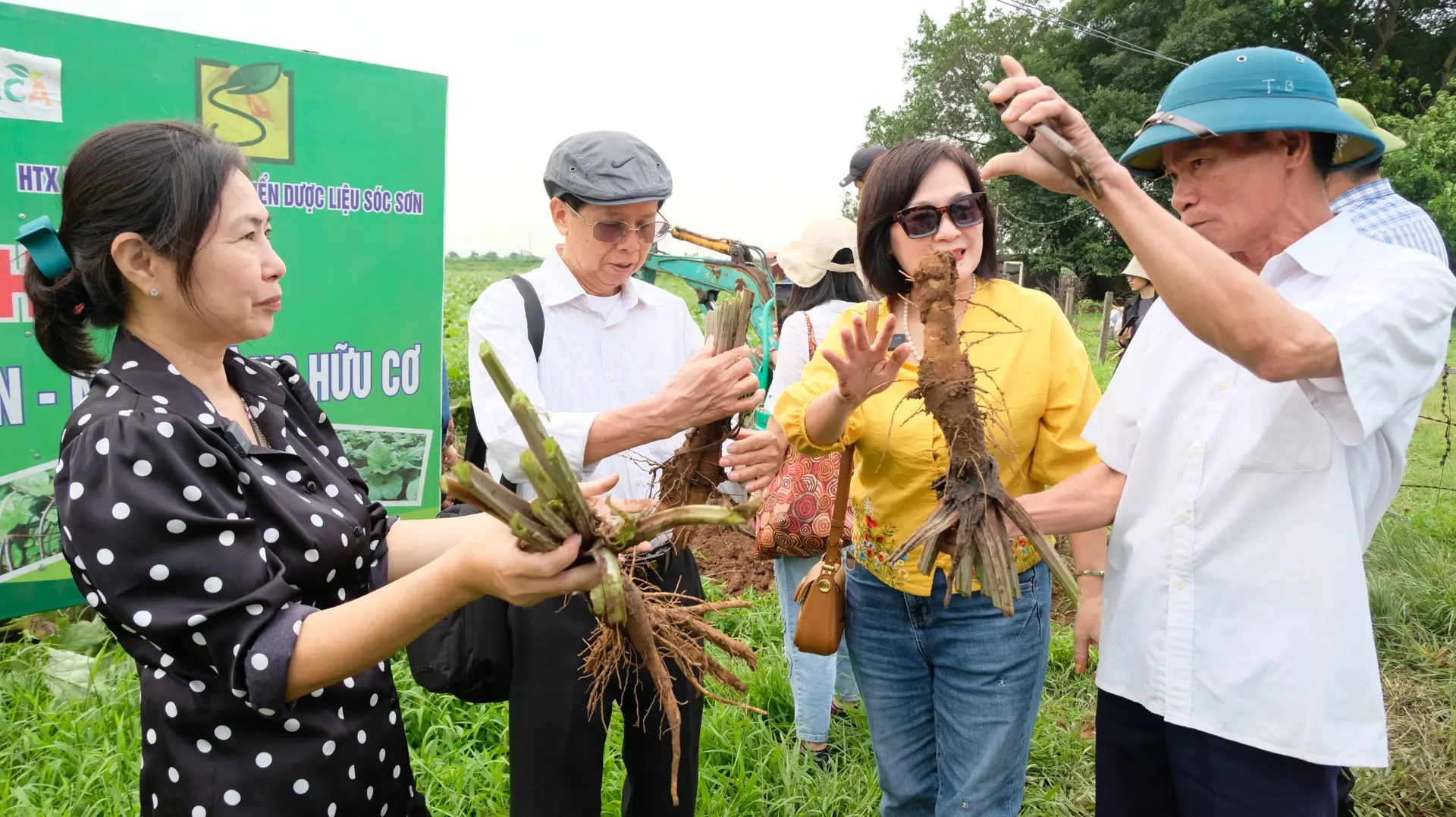 Huyện Sóc Sơn: hướng kinh tế mới từ cây ngưu bàng