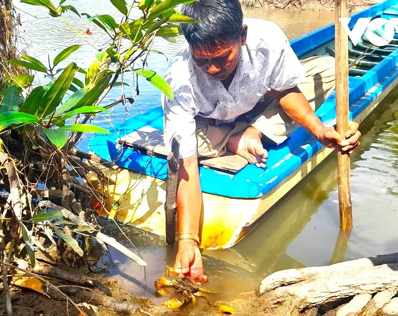 Cà Mau: người dân lao đao vì cua chết bất thường trên diện rộng