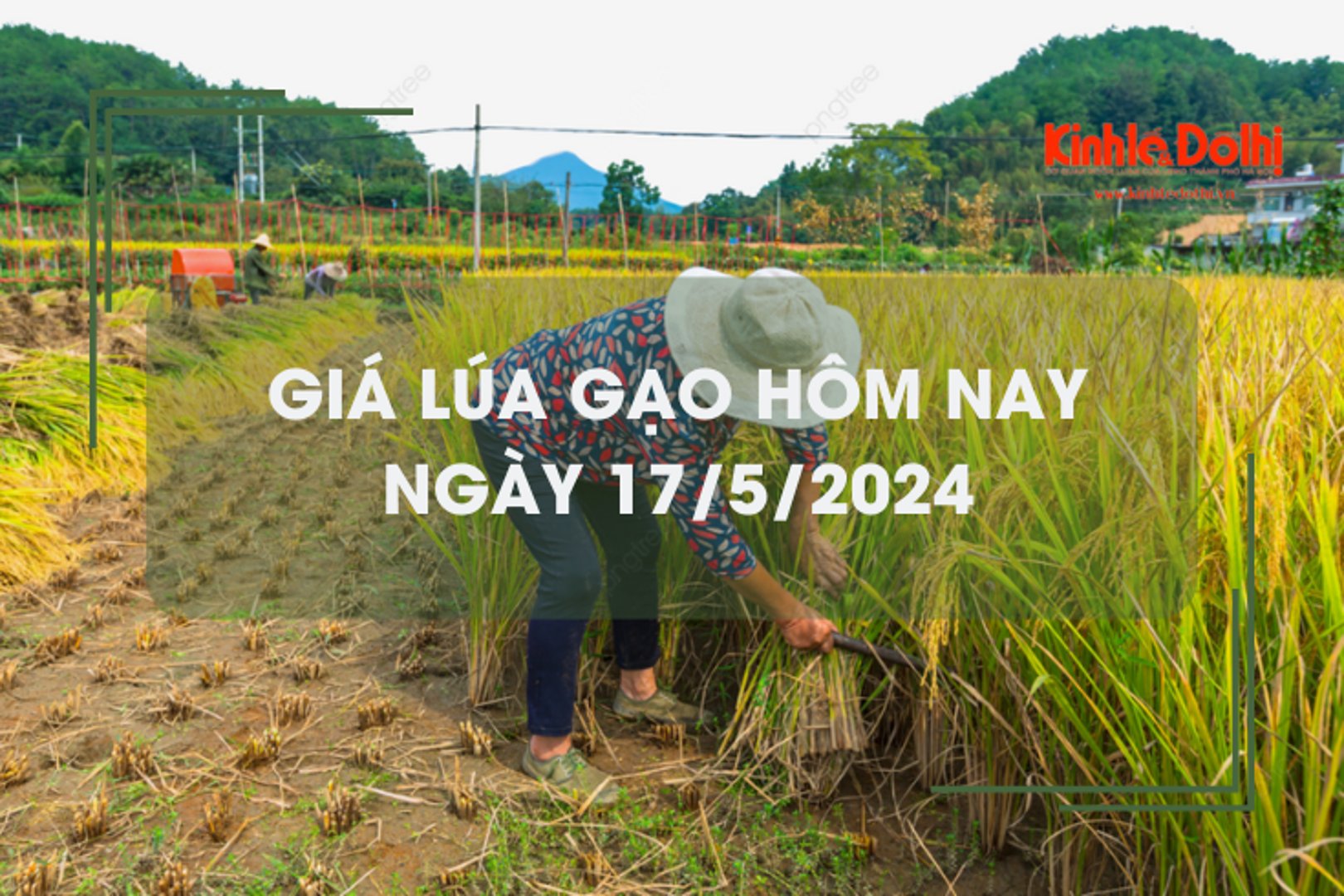 Giá lúa gạo hôm nay 17/5/2024: giá gạo xuất khẩu tăng