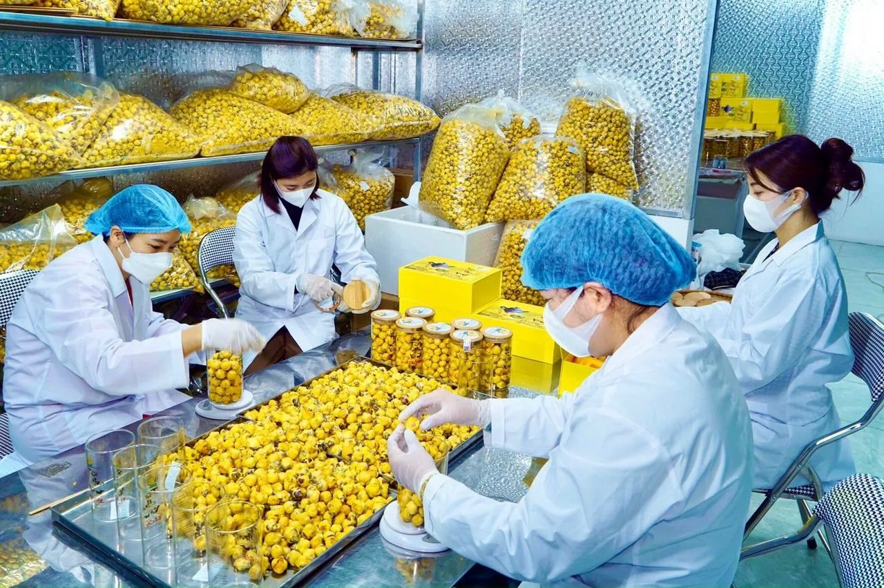Thu nhập cao từ cây trà hoa vàng