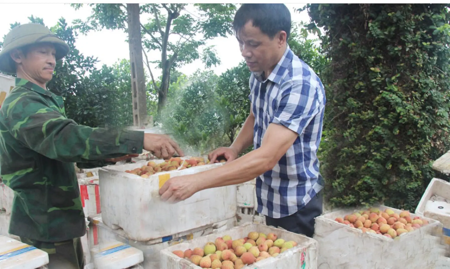 Bắc Giang: xuất khẩu 2,5 tấn vải thiều sớm Phúc Hòa sang thị trường Trung Đông