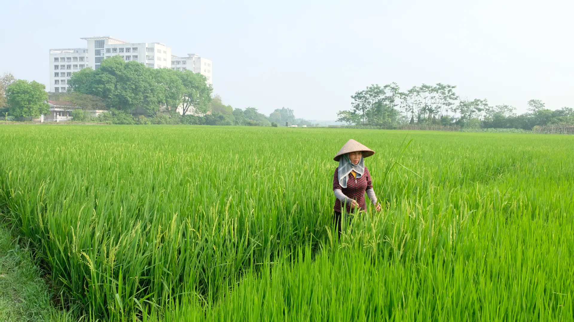 Huyện Sóc Sơn tập trung phòng trừ sâu bệnh hại lúa 